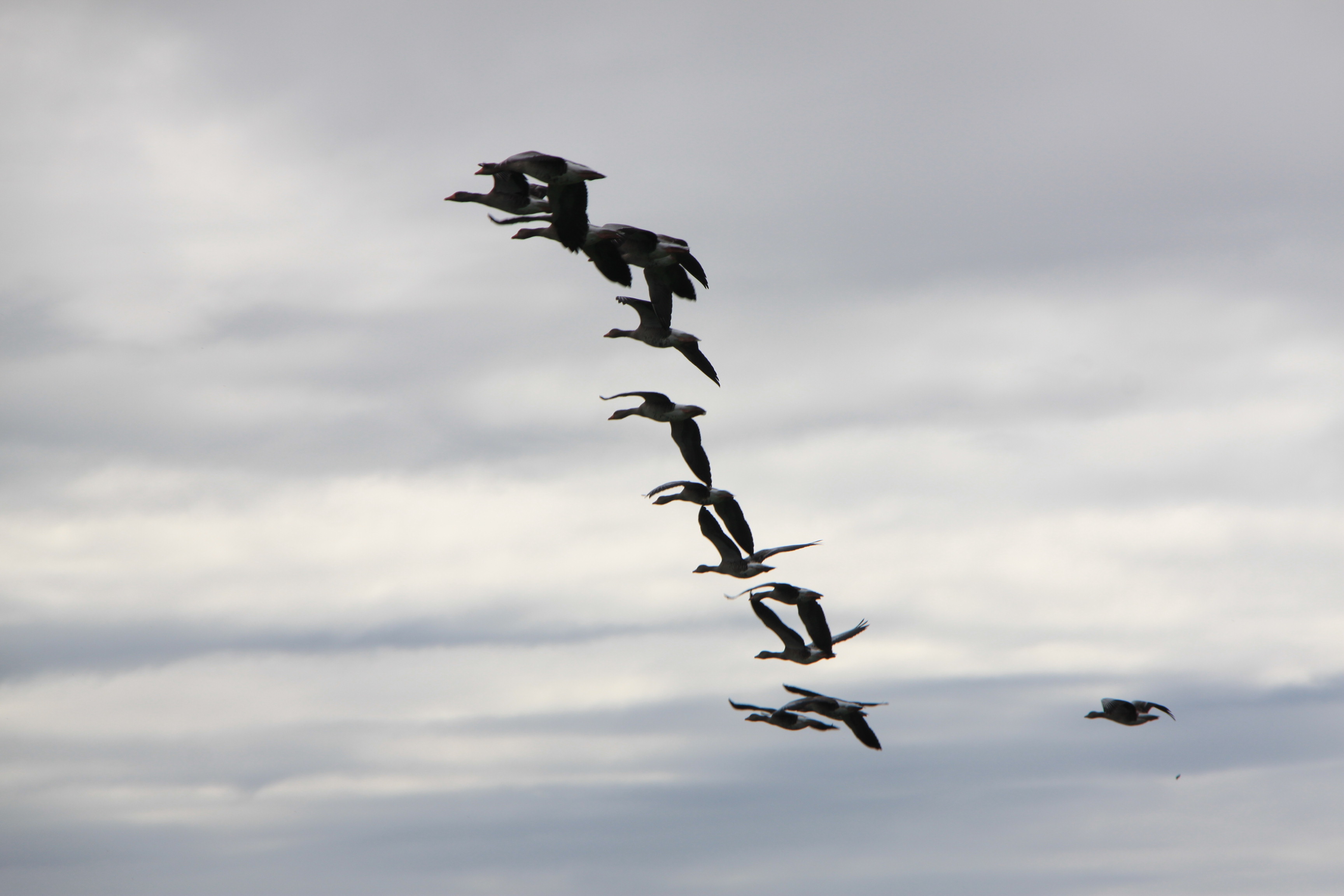 Overvliegende ganzen