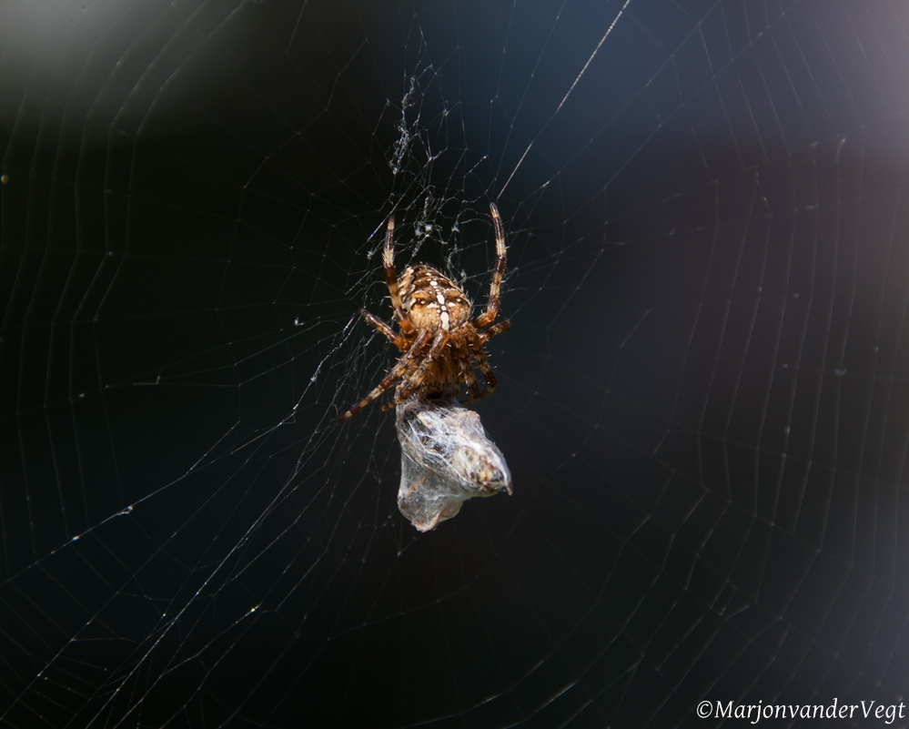 Ding Dong ik heb 'n pakketje...voor u