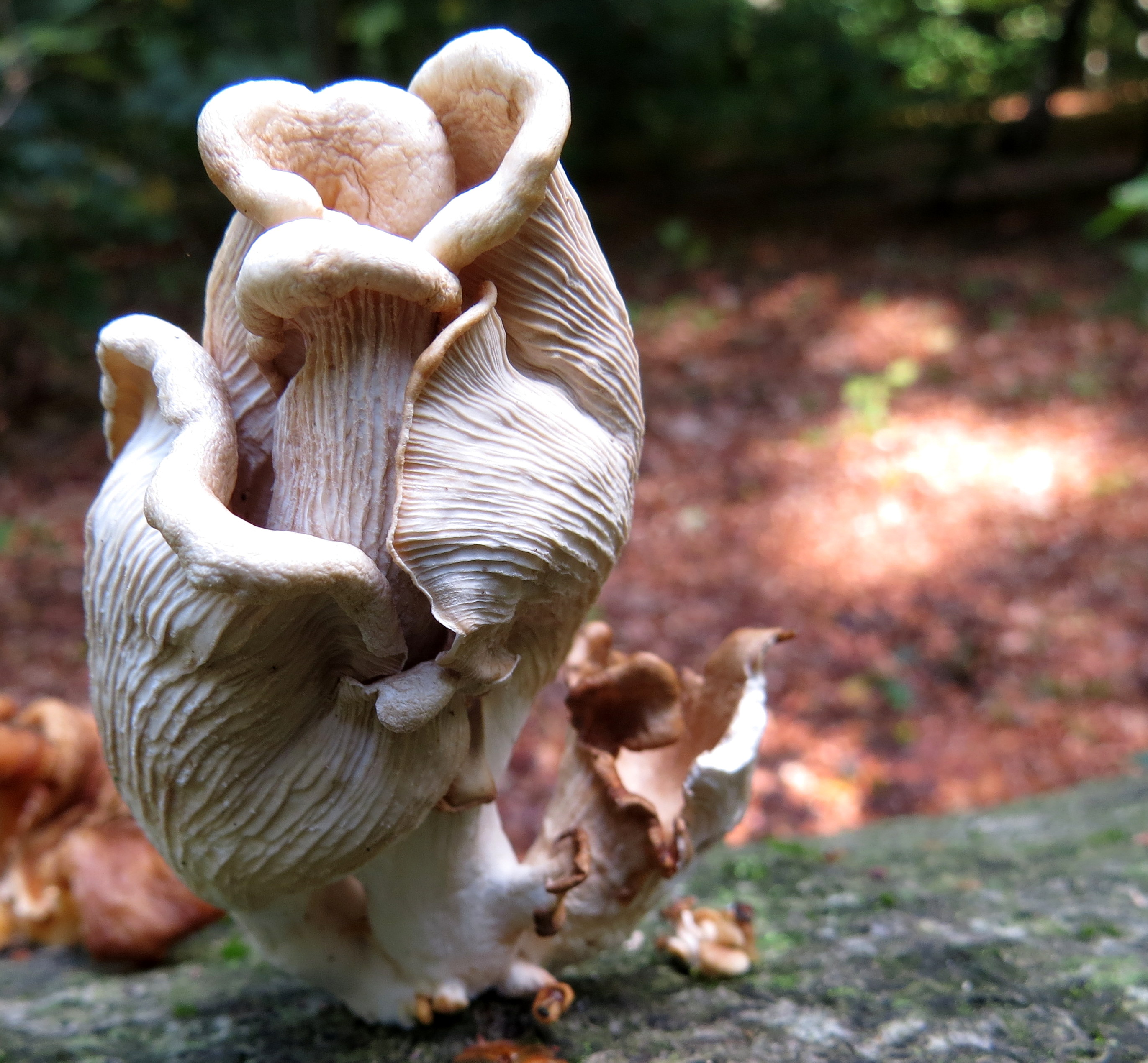 Beeldende kunst op stam