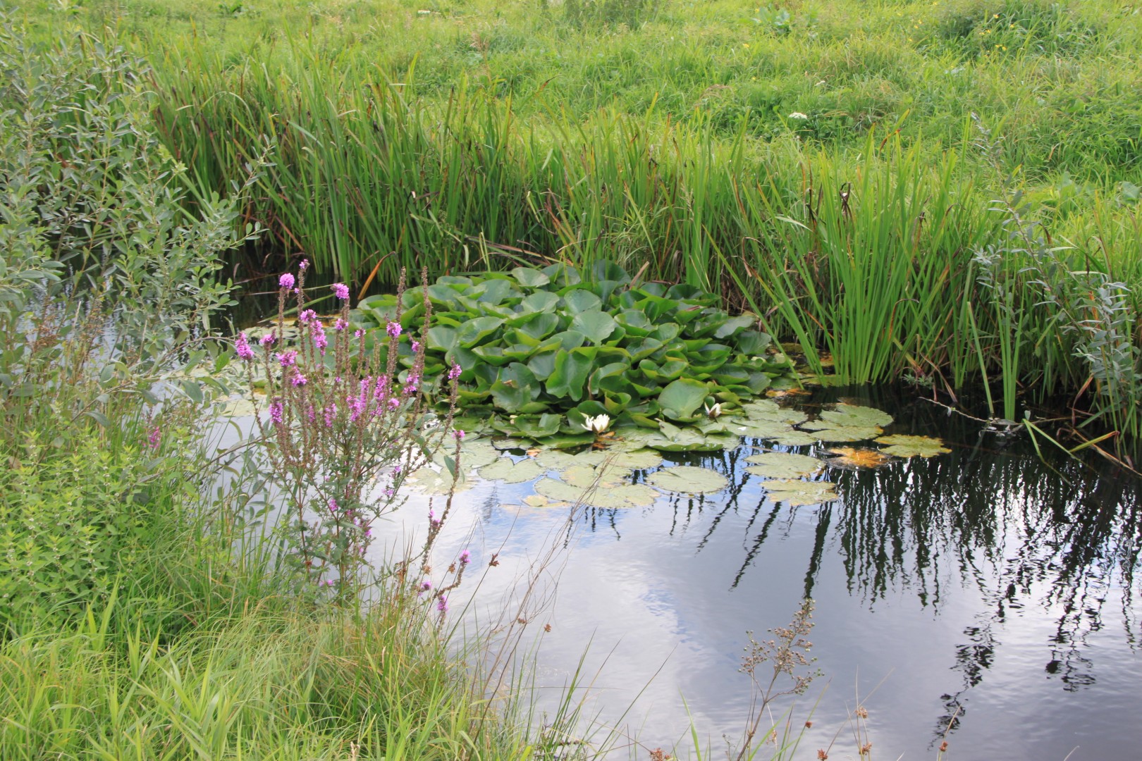 Kattenstaarten en waterlelies