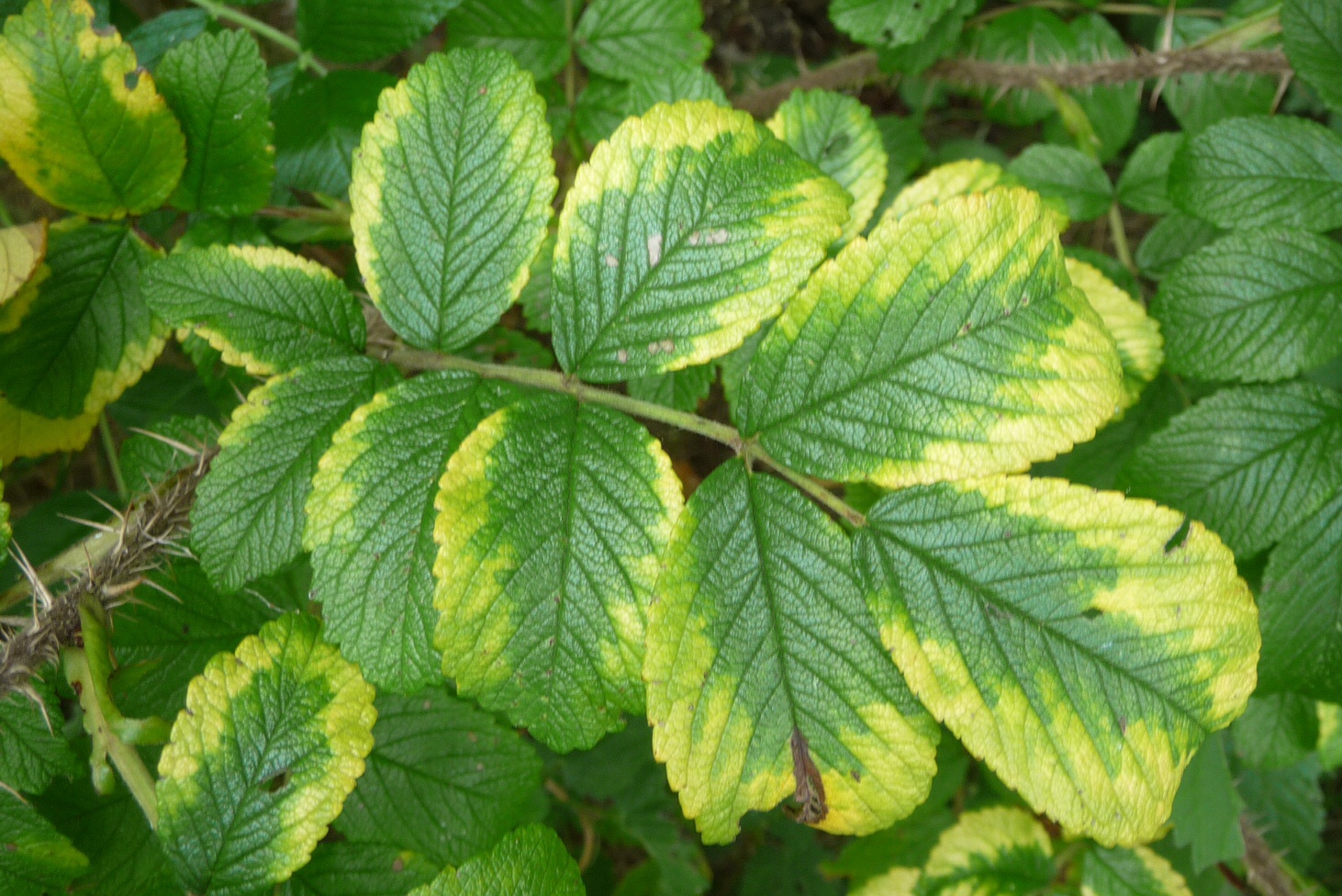 Blad van de wilde roos