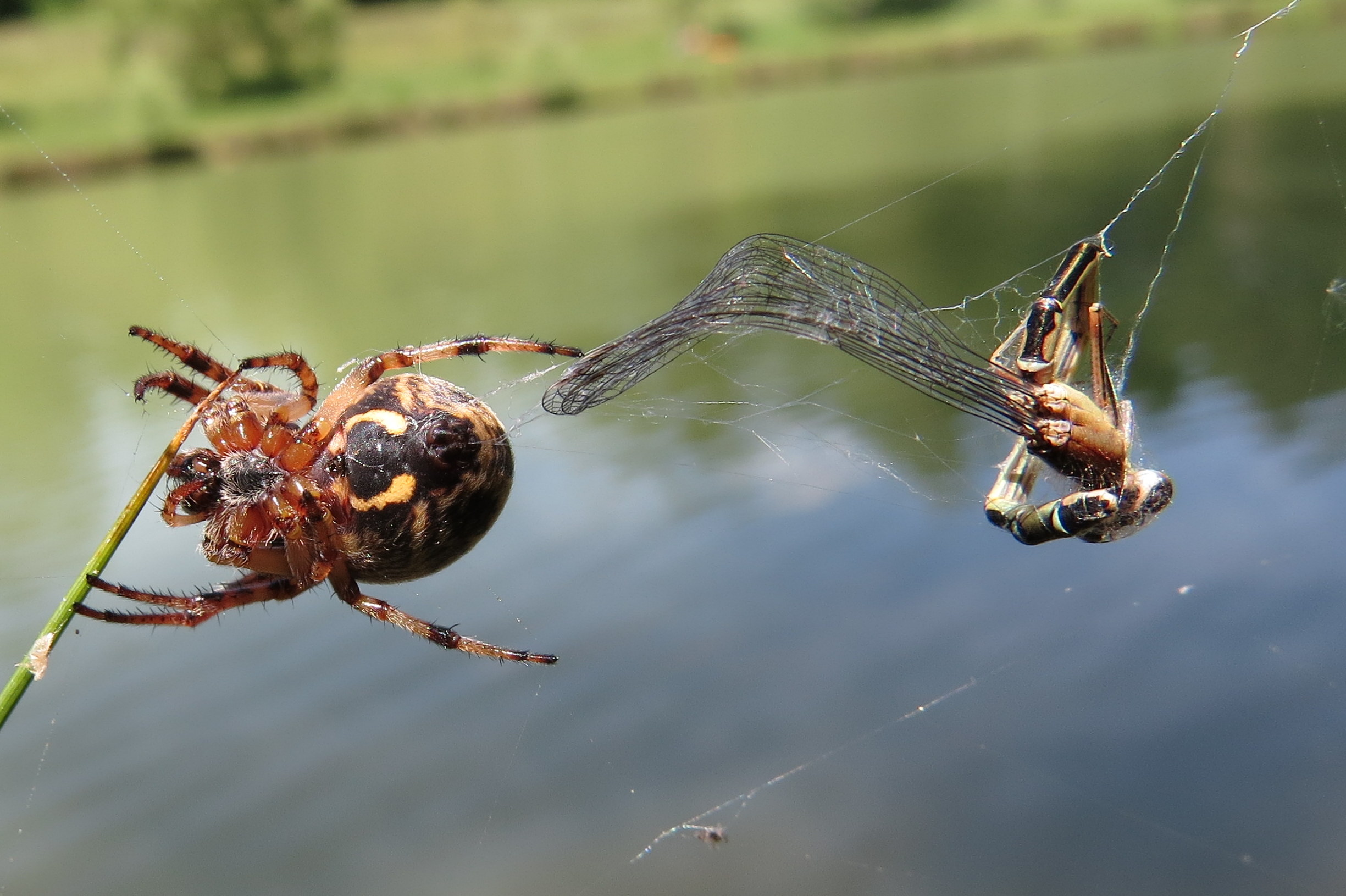 Heerlijke lunch vandaag