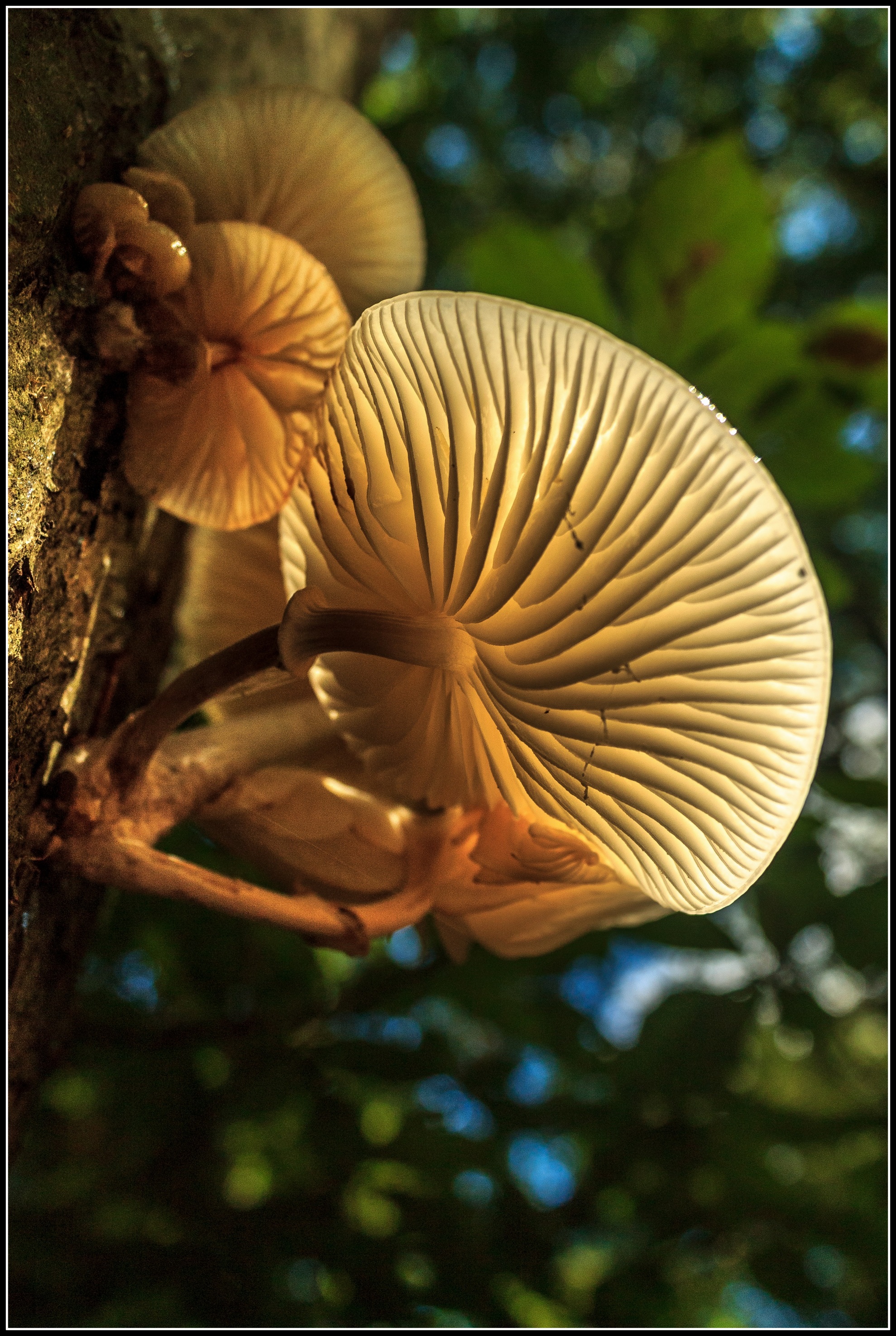 Porselein paddestoelen.