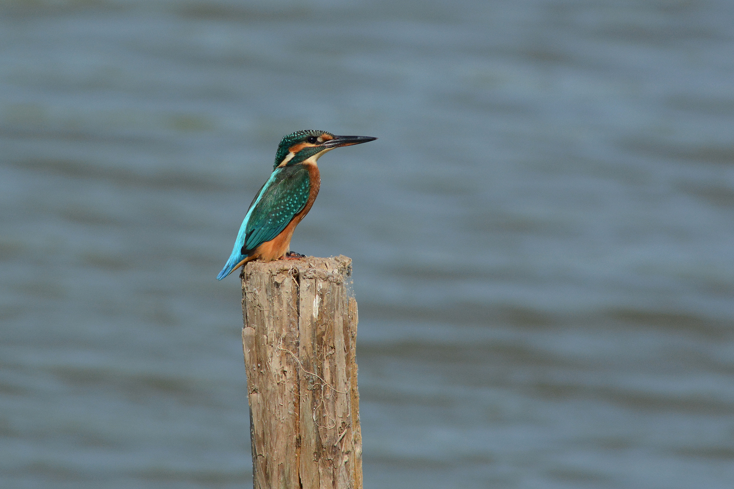 ijsvogel