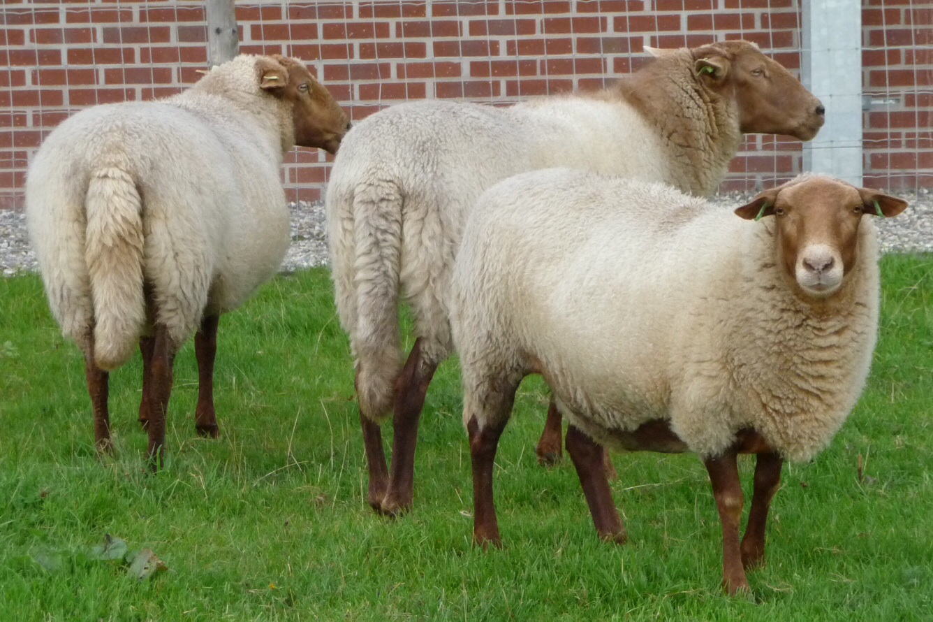 Schaap 2