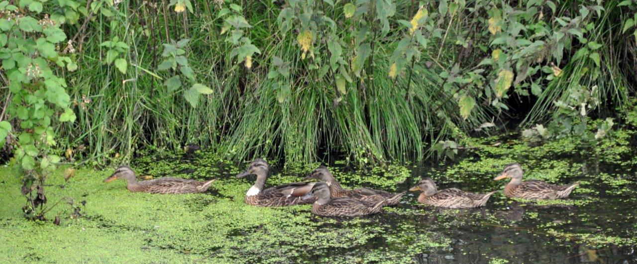 Eenden 3