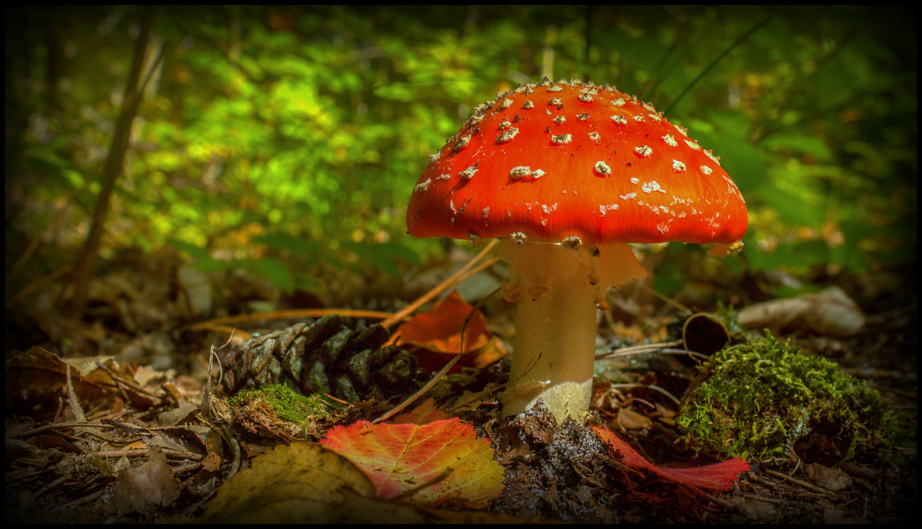 De herfst is begonnen.