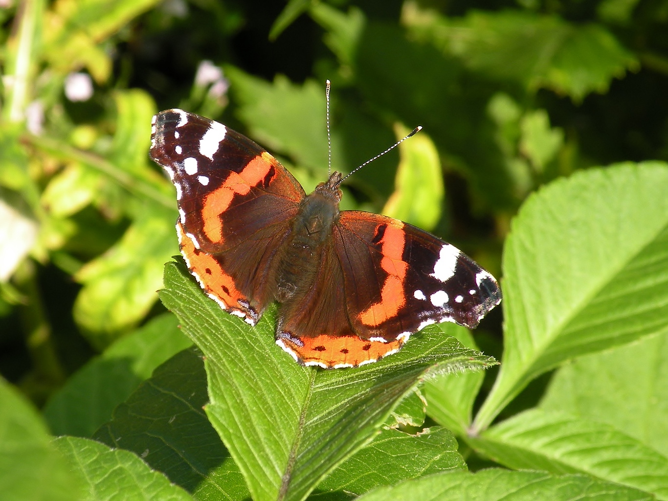 Niet te tellen zoveel