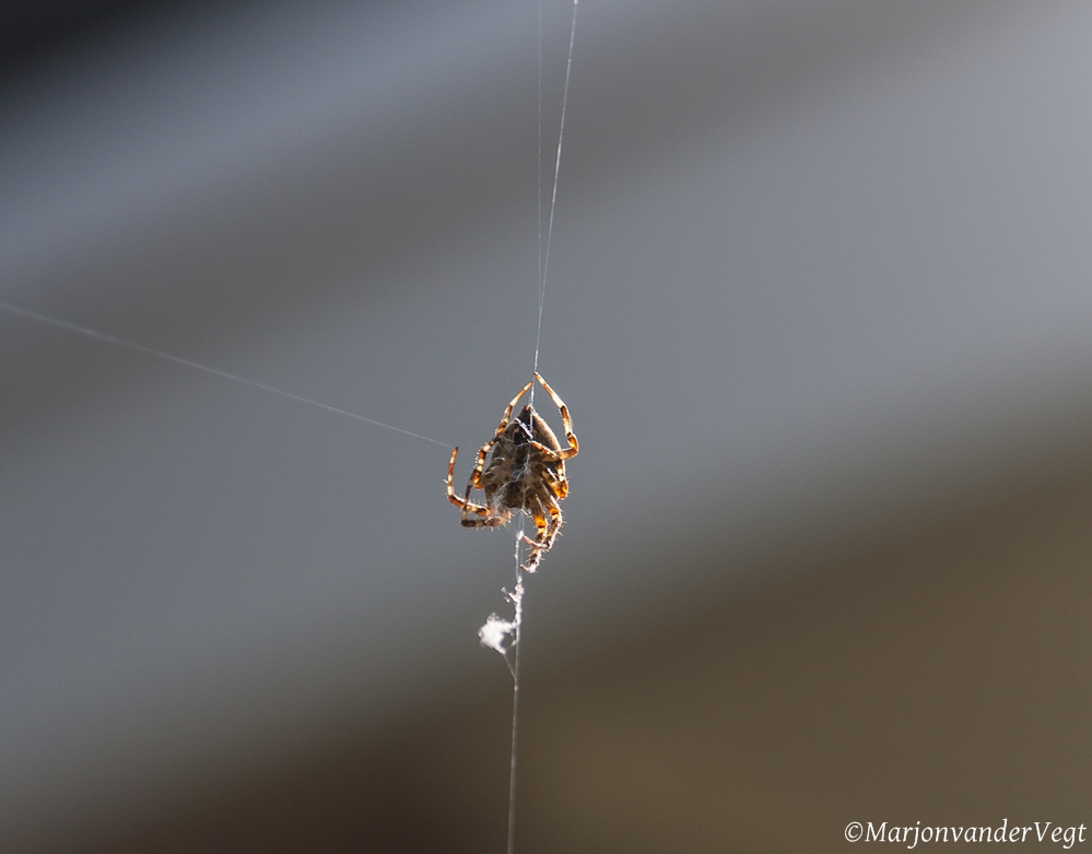 Welke kant moet ik op?