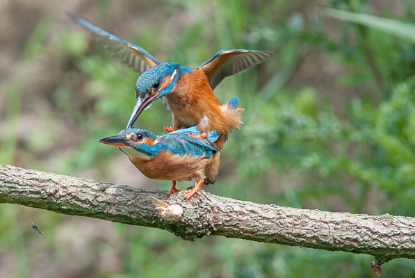 verliefde IJsvogels