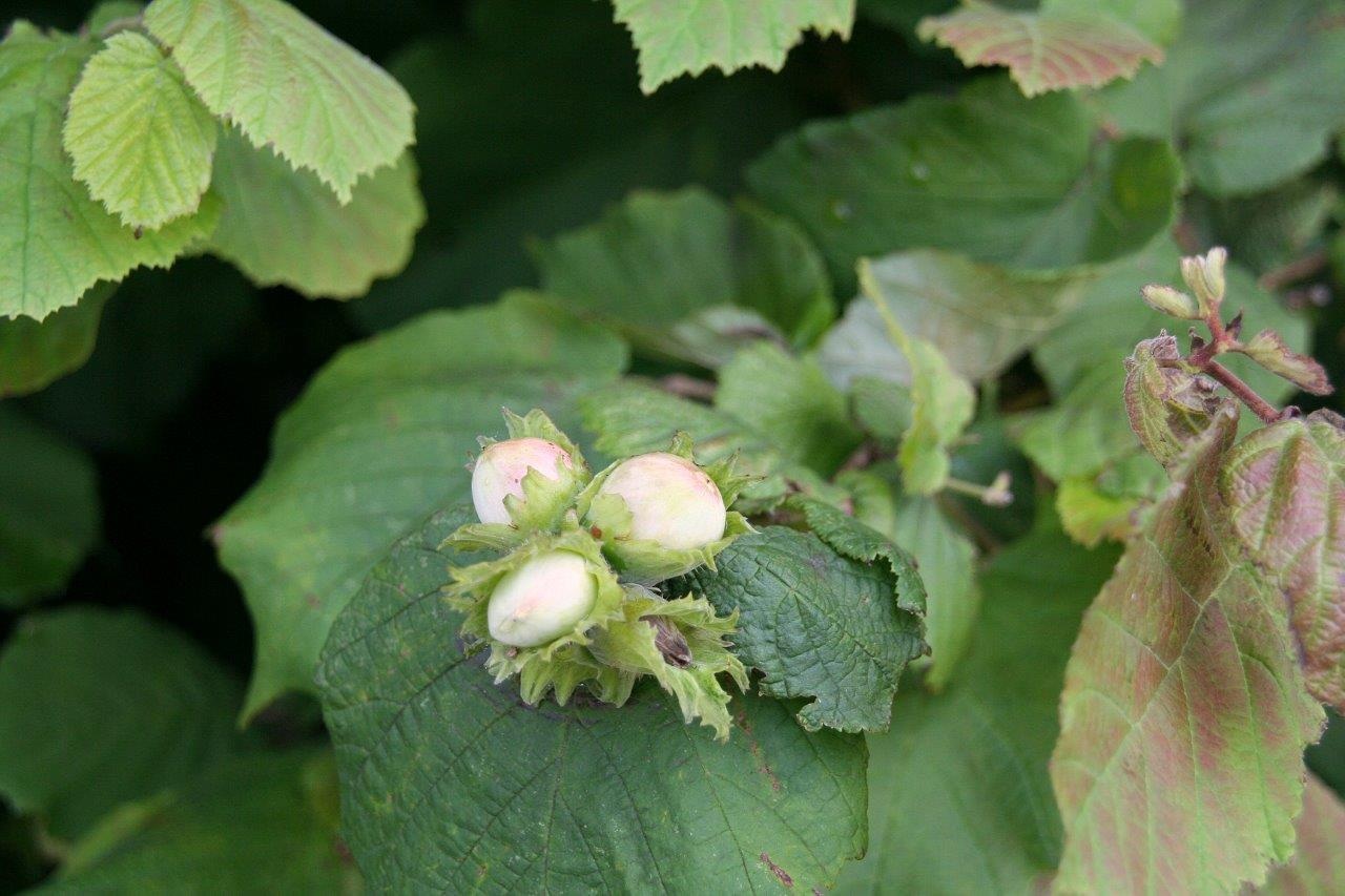 Hazelnoten 2