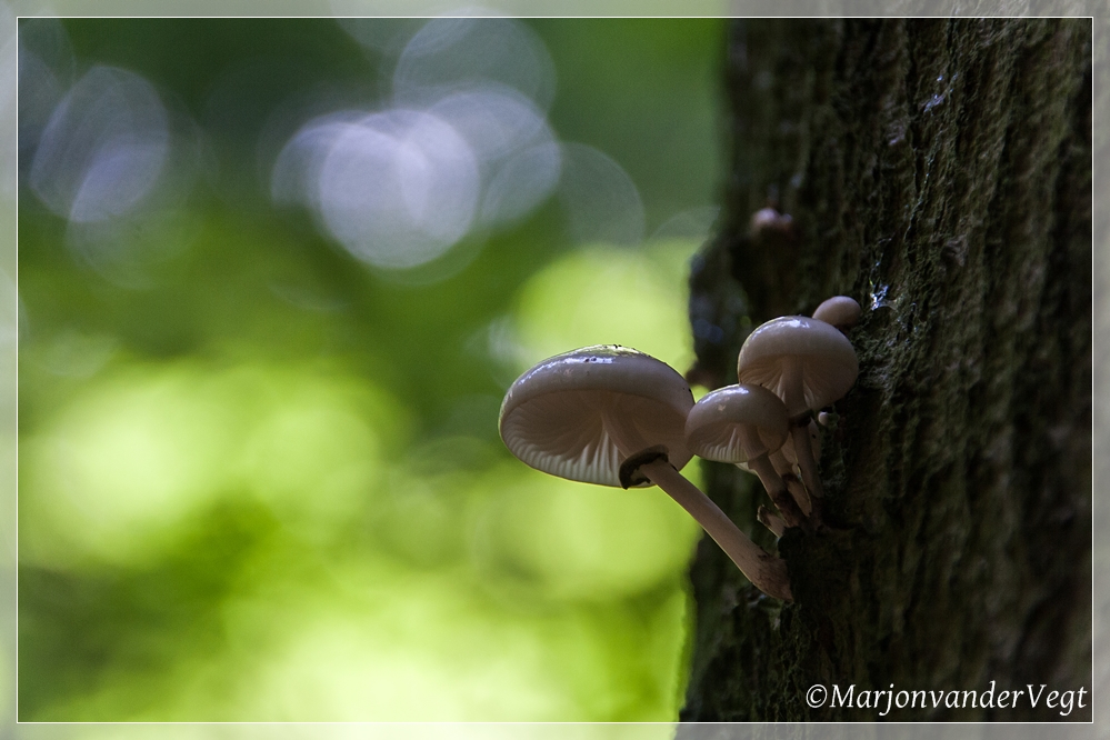 Nog 'n stel porselein