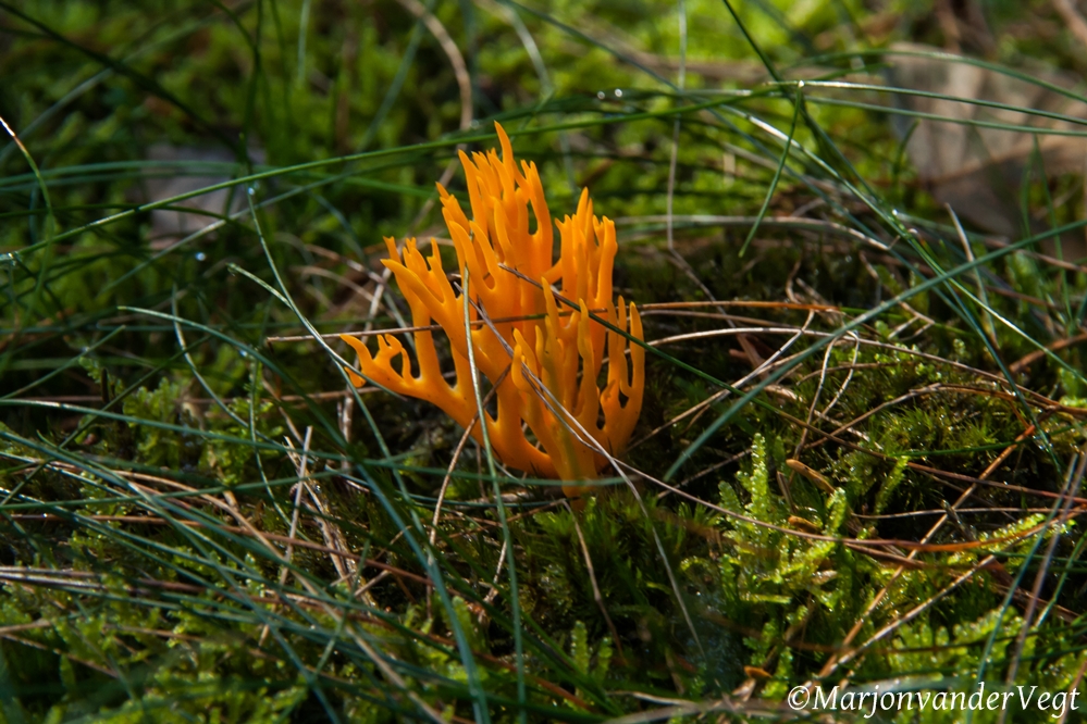 Kleverig Koraalzwammetje