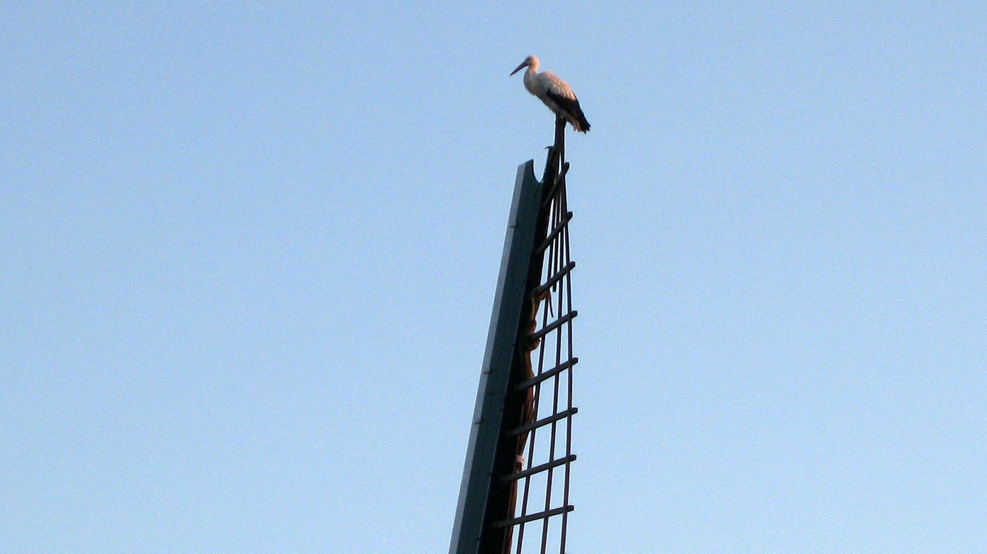 Molenaar is vader geworden