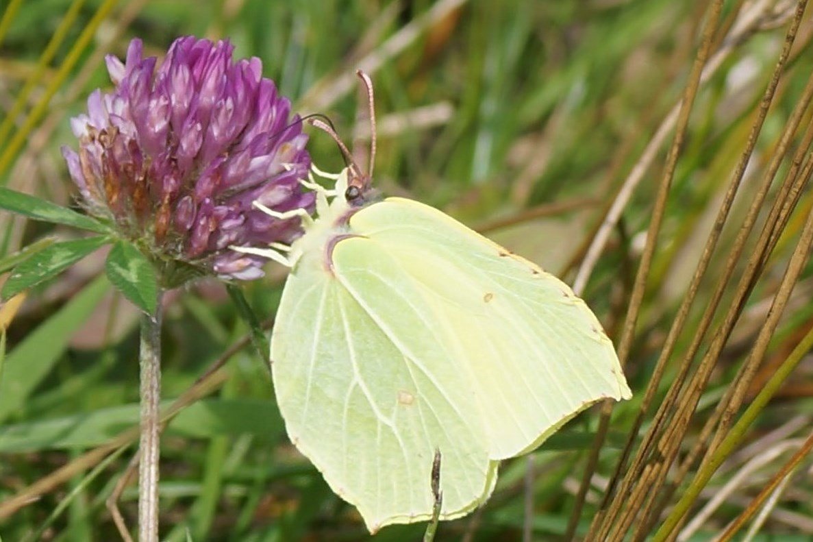 Citoenvlinder op klaver