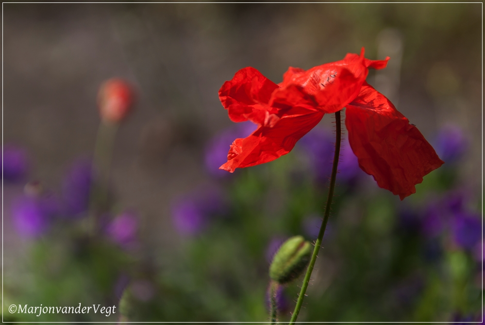 Late klaproos voor Femmy