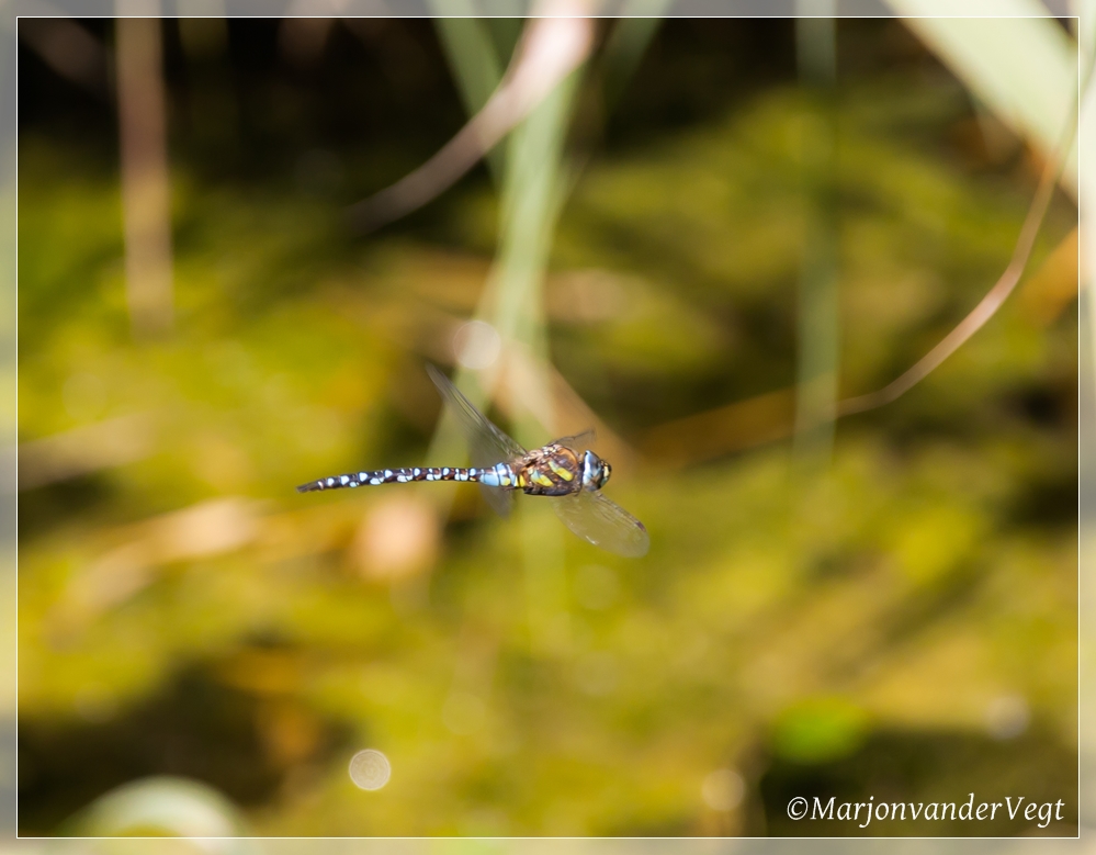 Een van de laatste,..