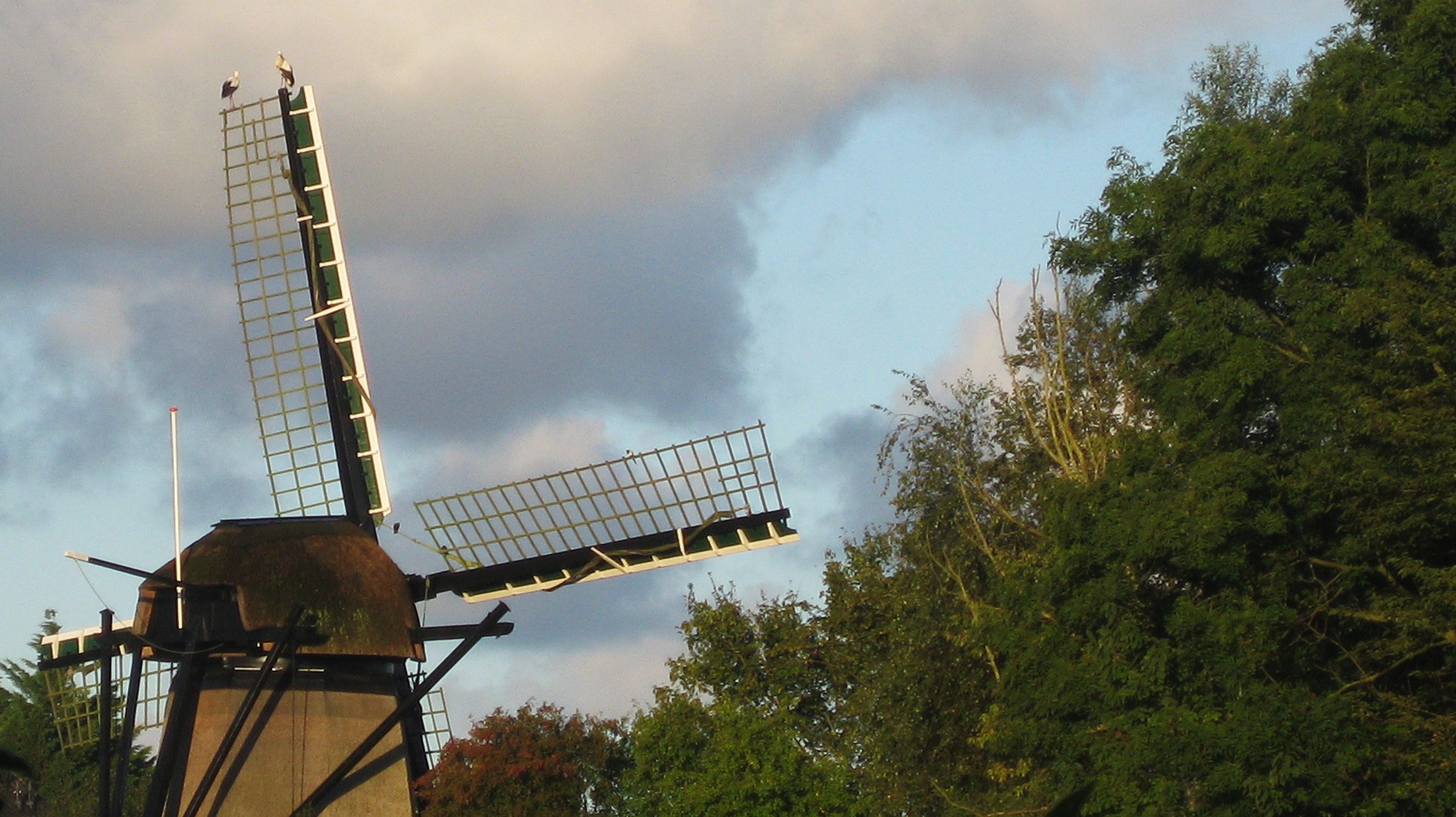 Ooievaars maken ochtendtoilet..