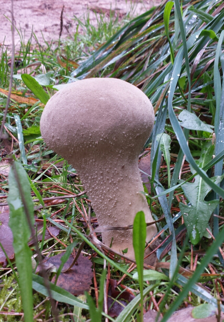Donkerbruine stuifzwam op de Holterberg