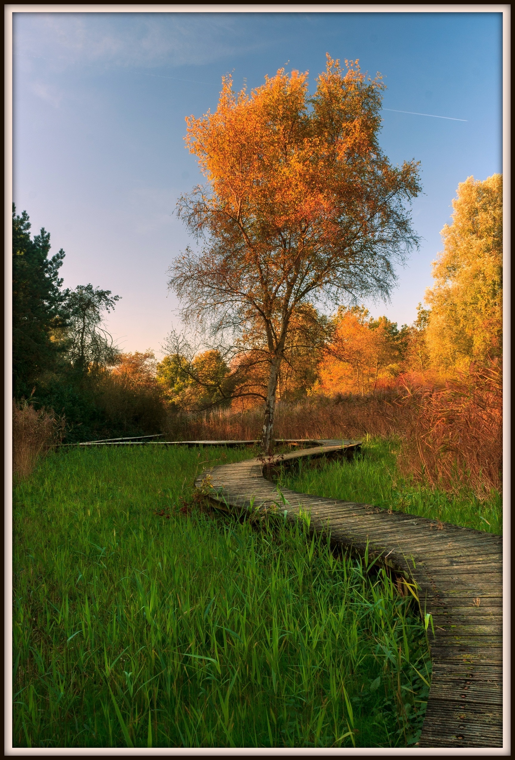 Herfstkleuren in het park.