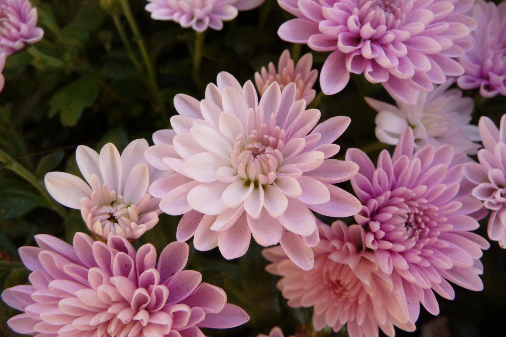 Bolchrysant 2