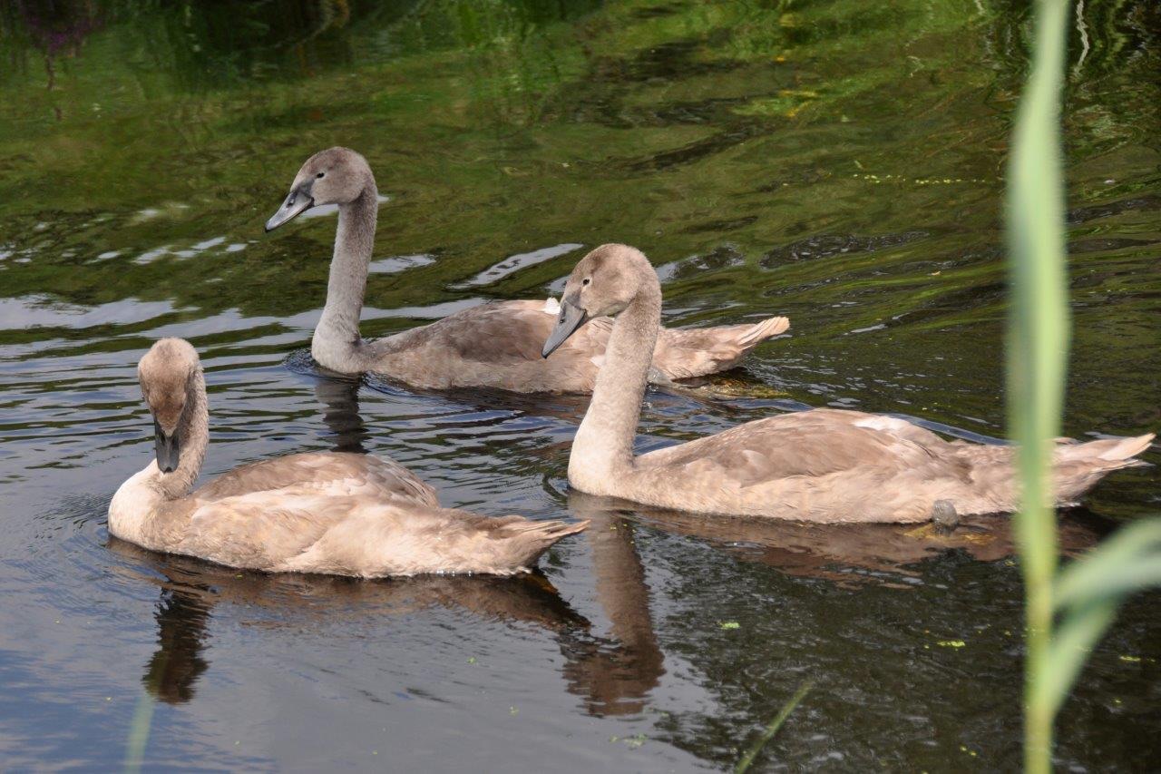 Jonge zwanen