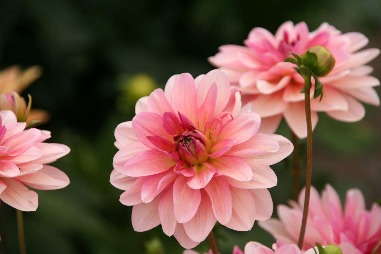 Dahlia's