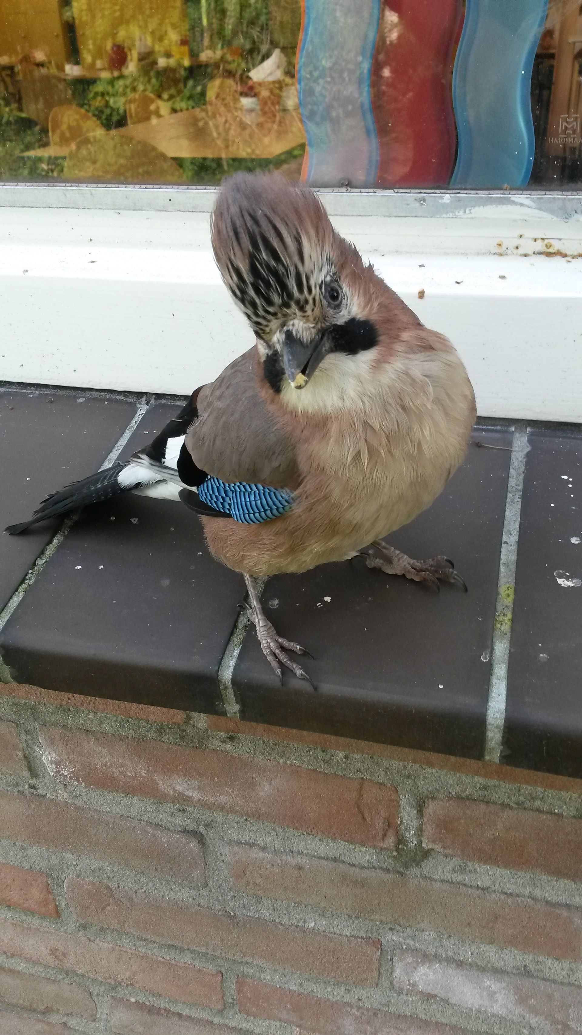 Vreemde Vogel