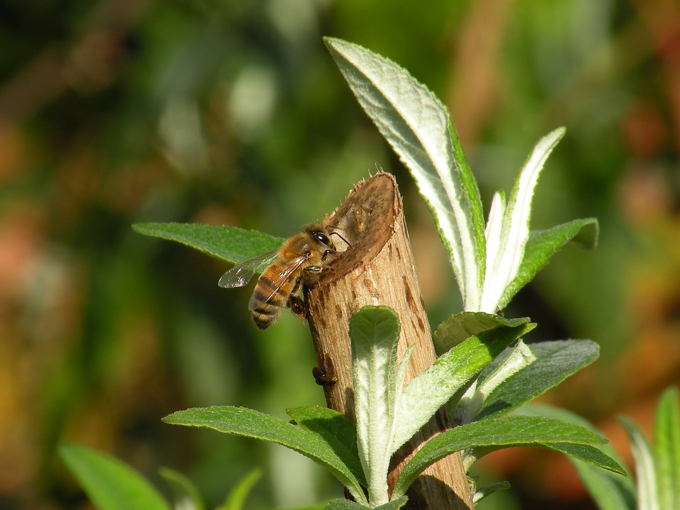 in alle gaten en hoeken.