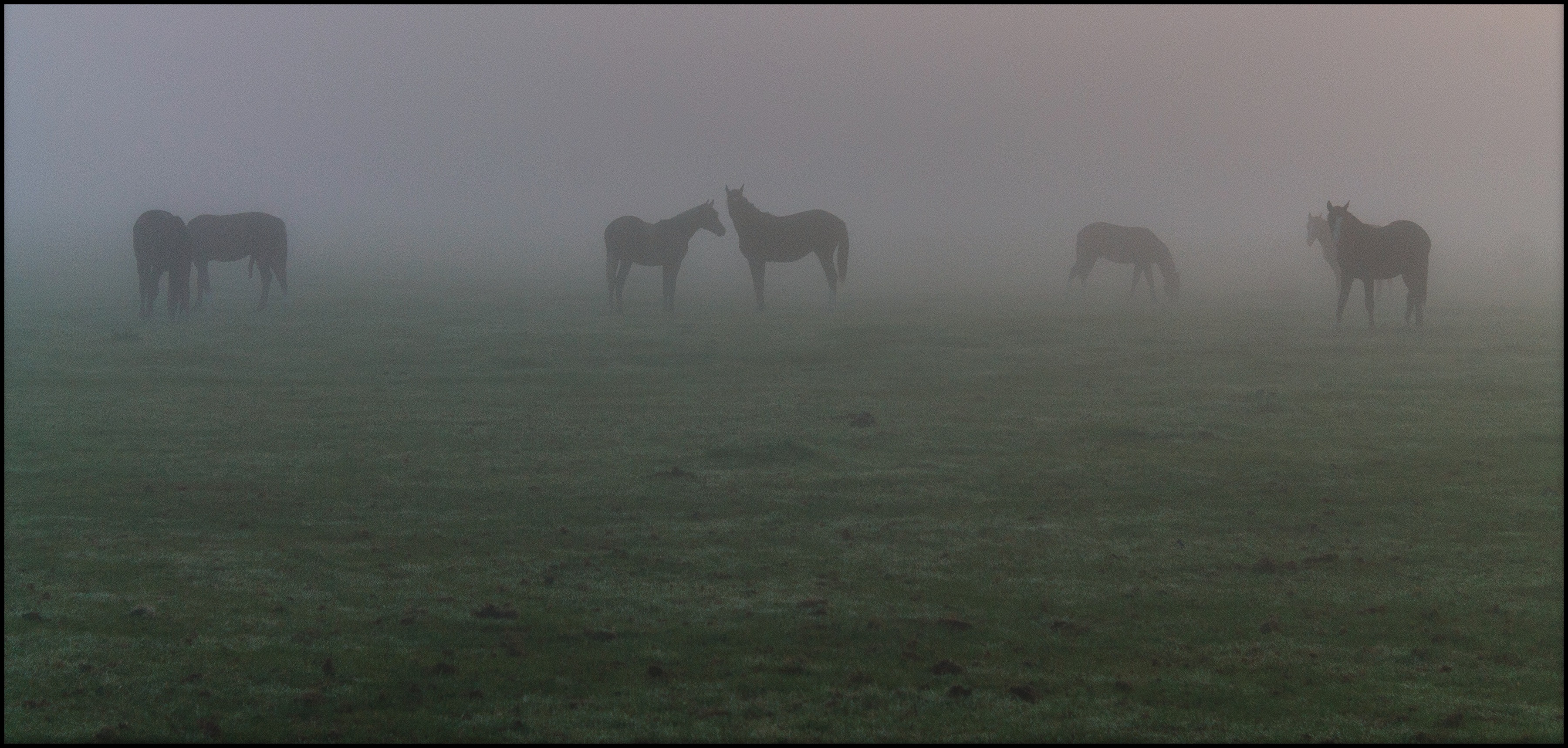 Paarden in de mist.