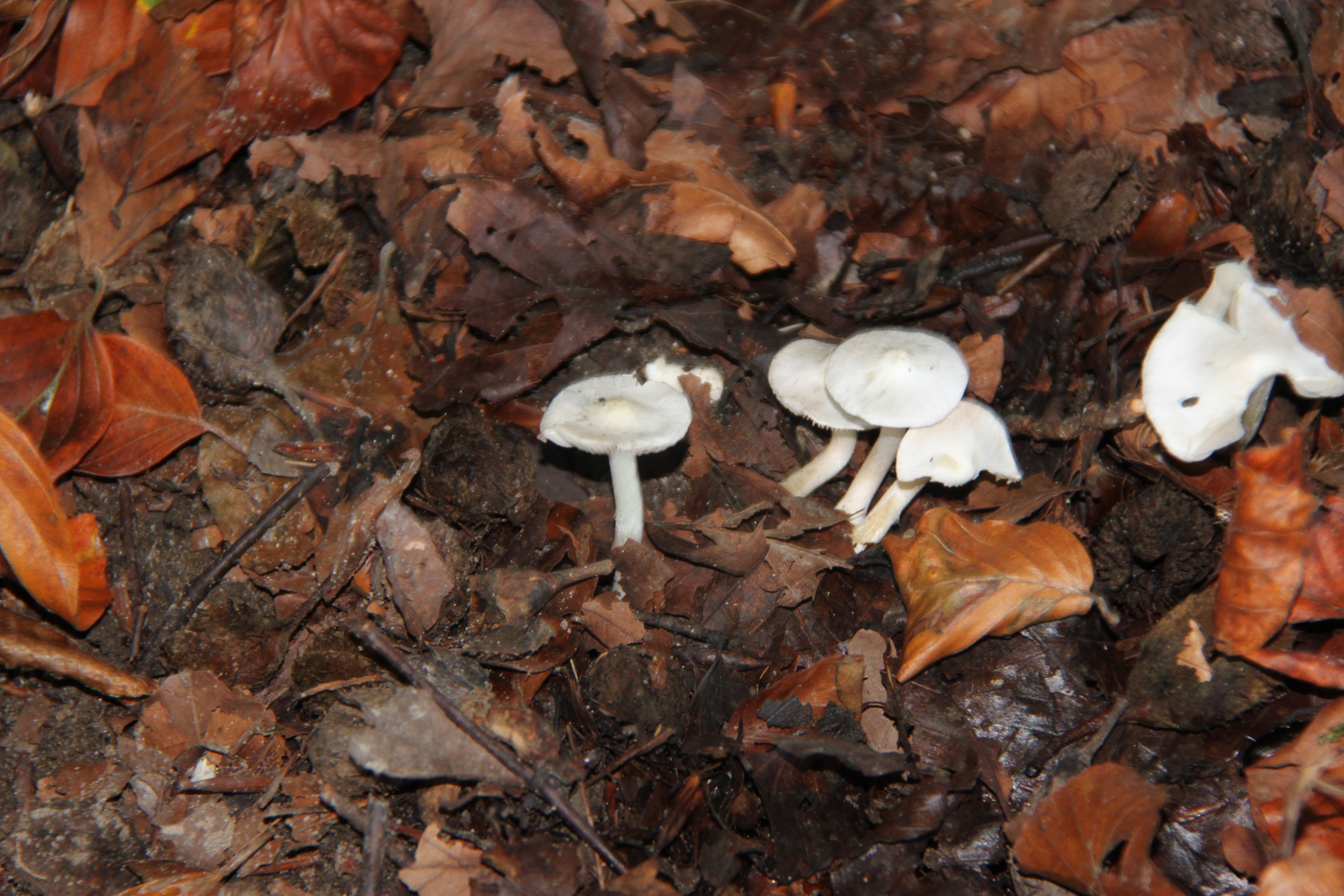 Witte paddestoeltjes