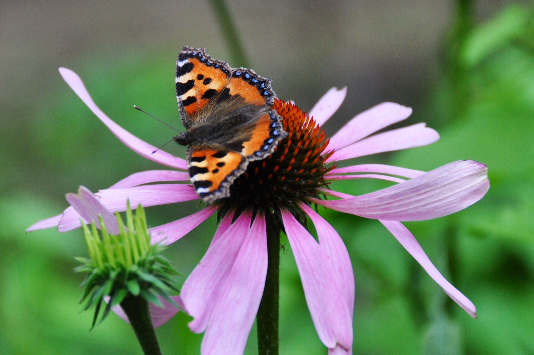 Nog een beetje zomer