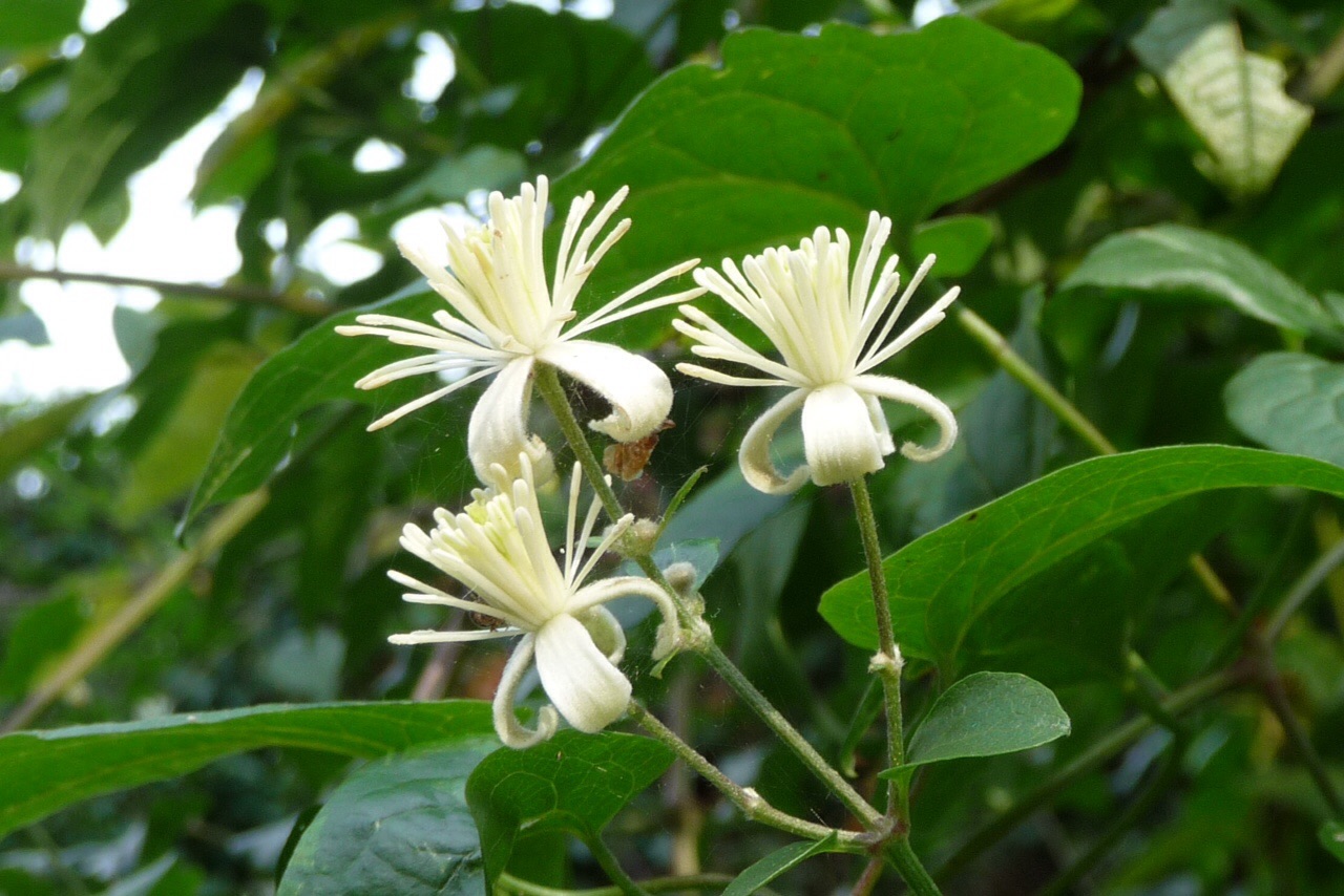 Wilde clematis 2