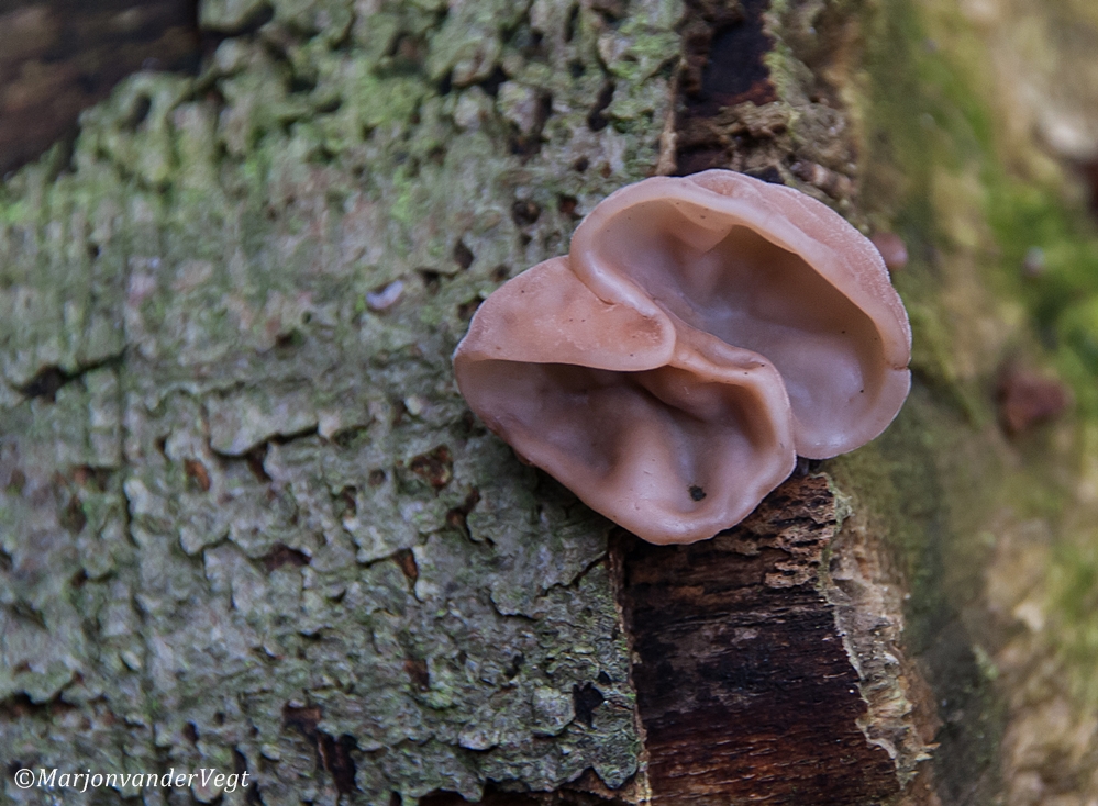 Afluister praktijken