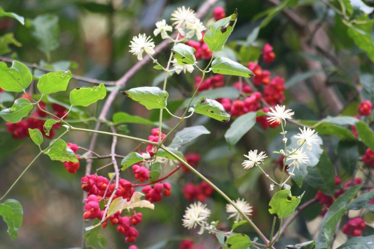 Kardinaalsmuts/wilde clematis
