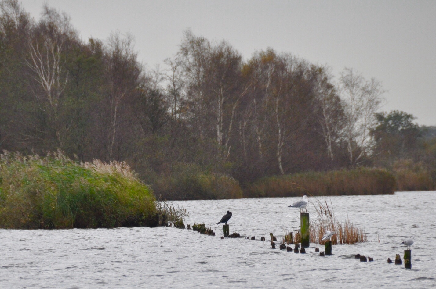 Nieuwkoopse Plassen 3