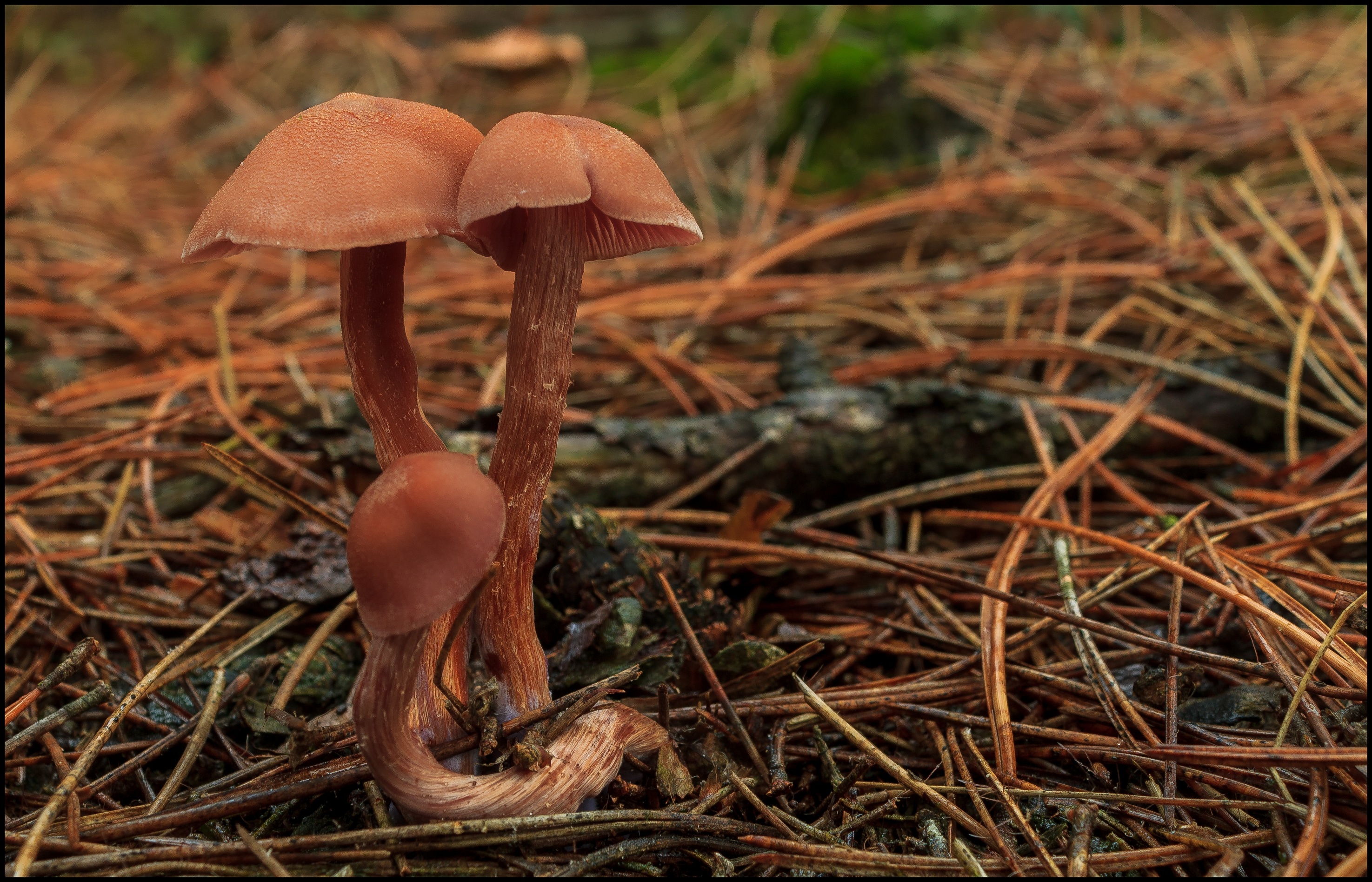 Paddestoelen.