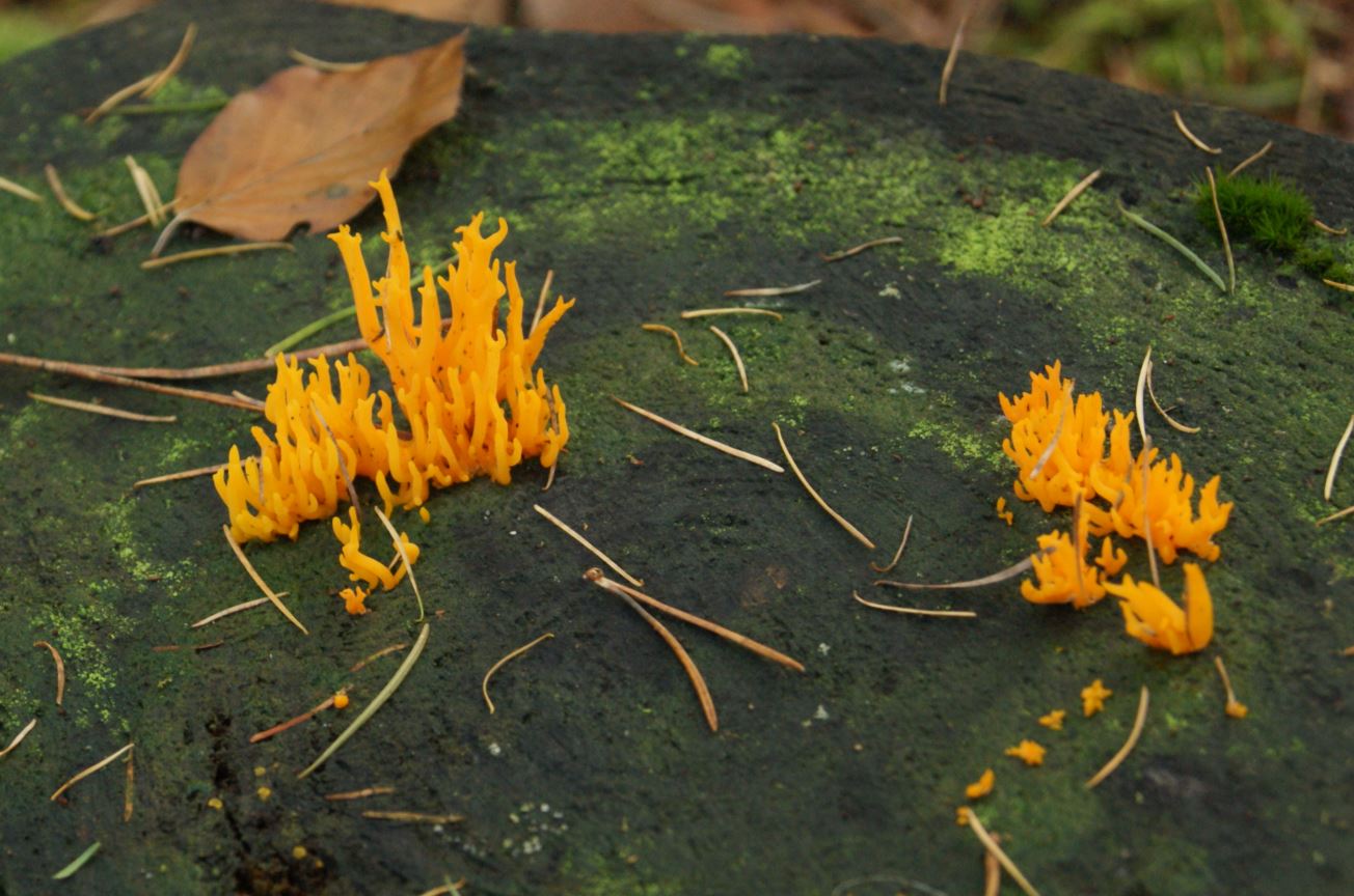 gele koraalzwam