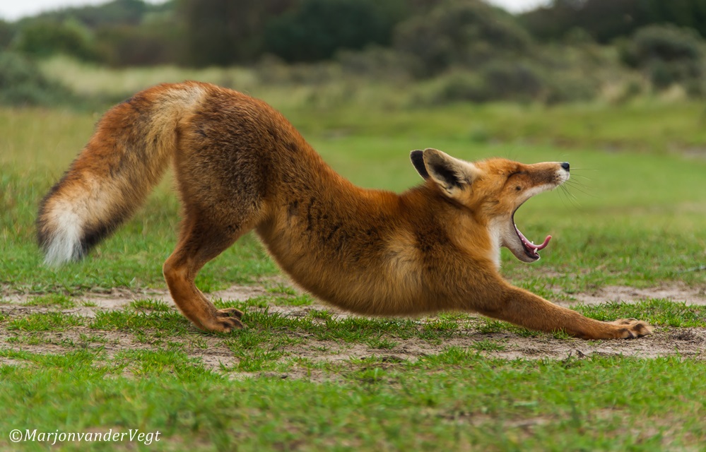 Heeeerlijk Gapen.... !