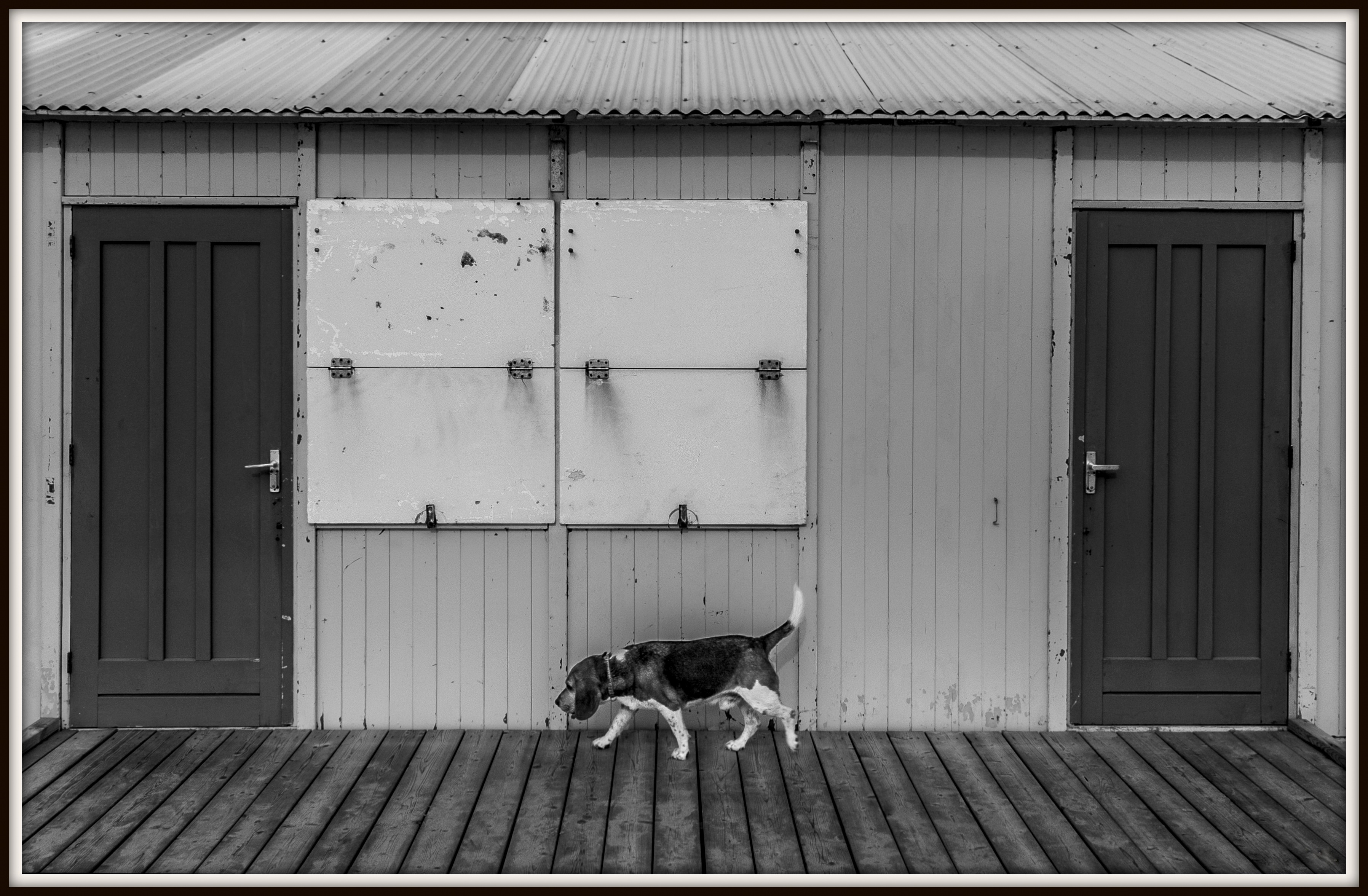 Hond bij strandhuisje.