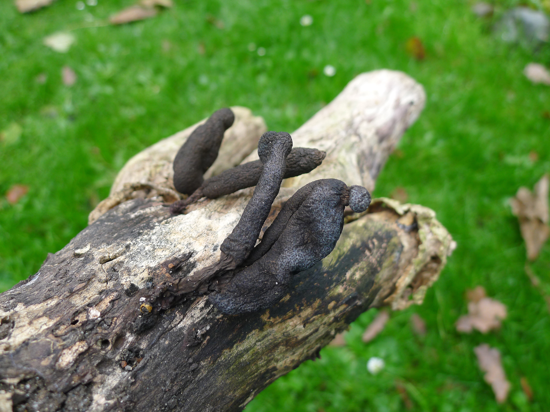 Borstelige aardtongen