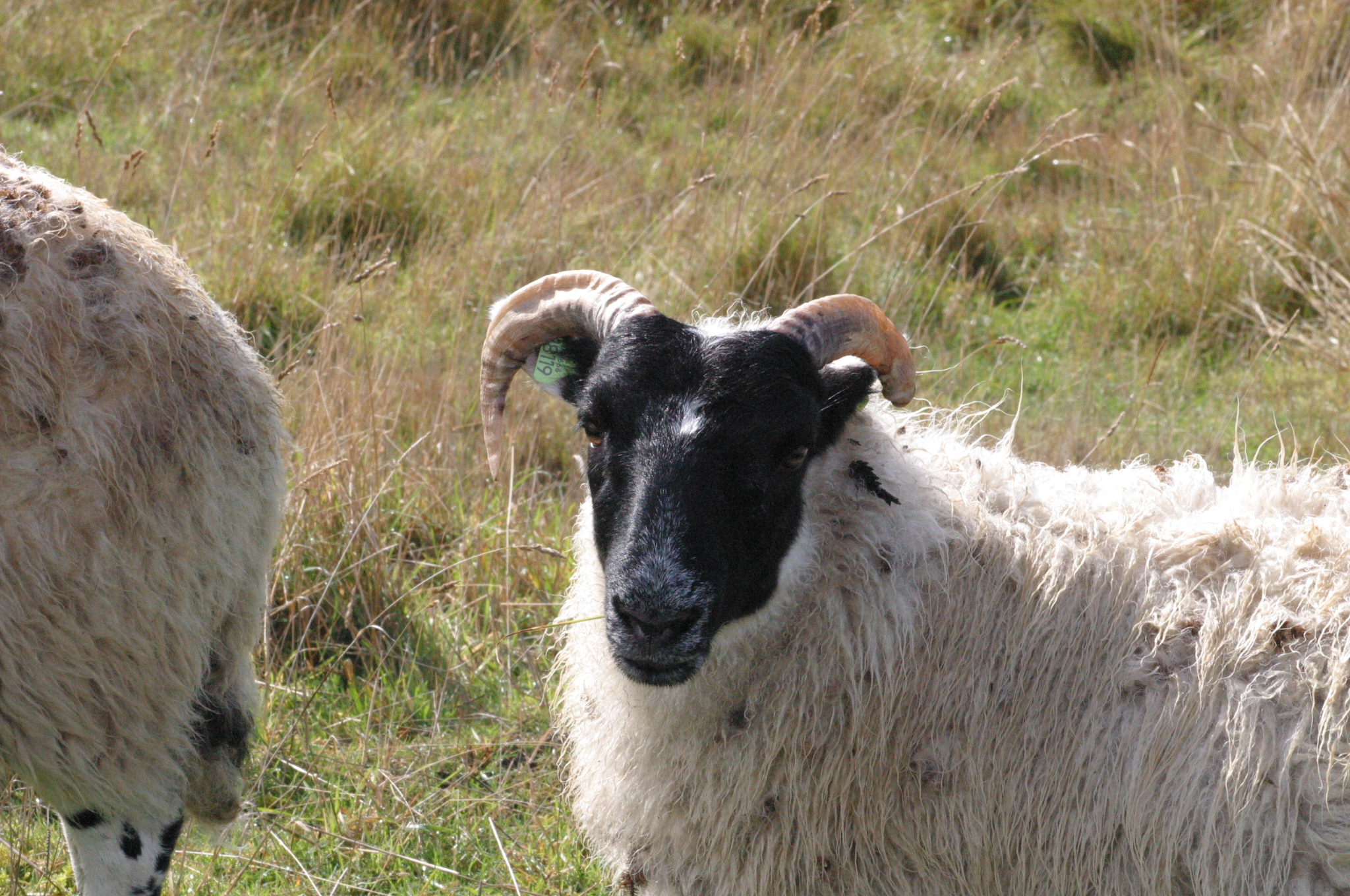 Welke schapen?