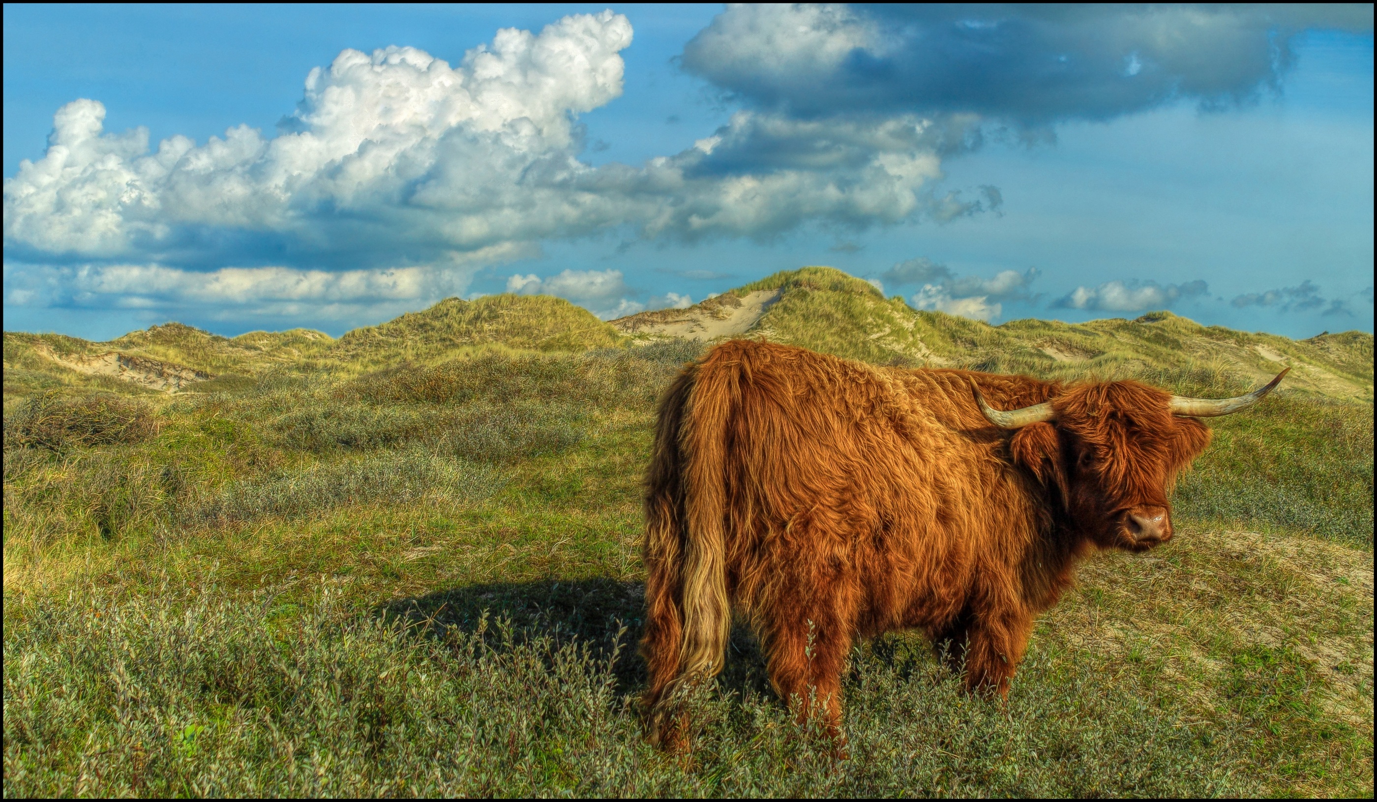 Schotsehooglander in de duinen.