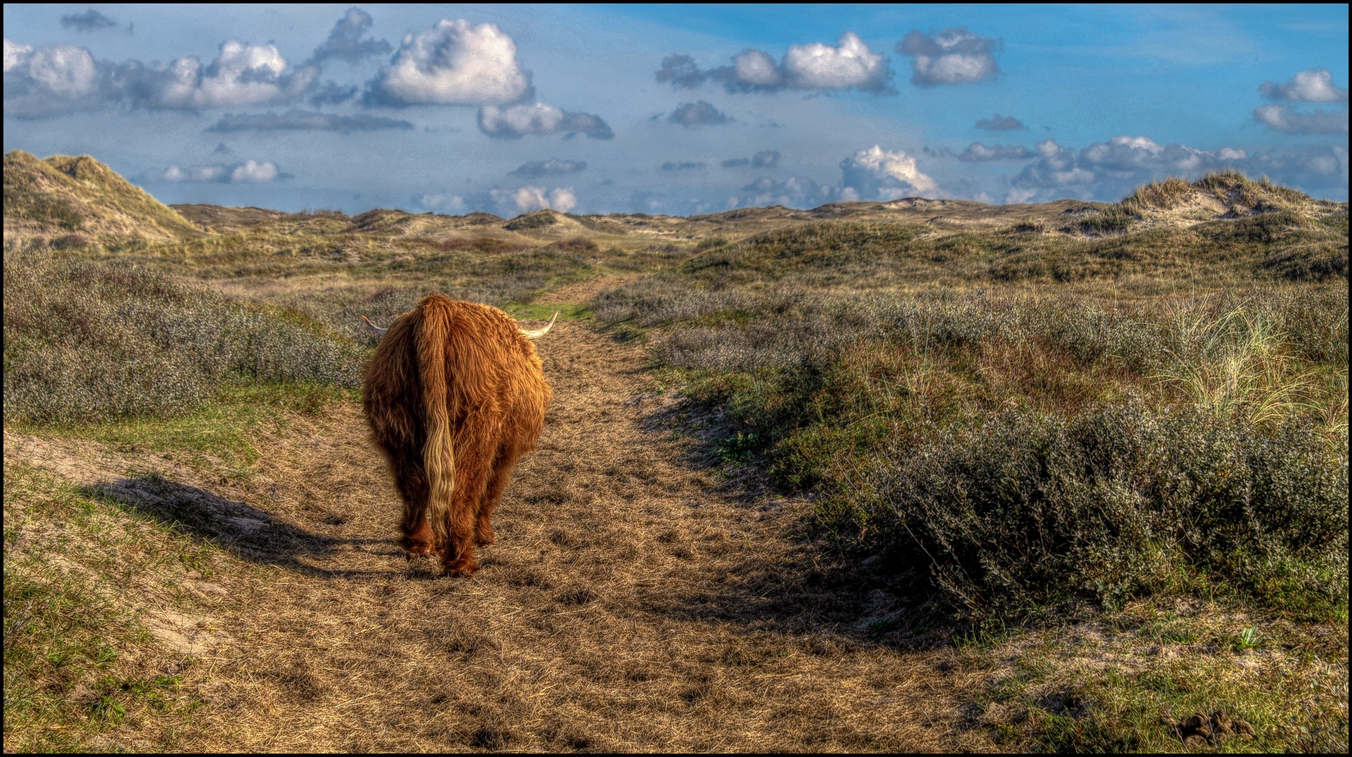 Schotsehooglander in de duinen.