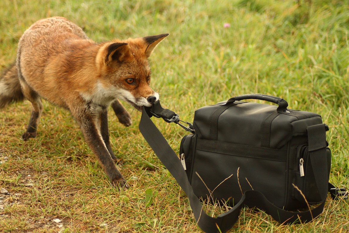 Vos is fotograferen zat!