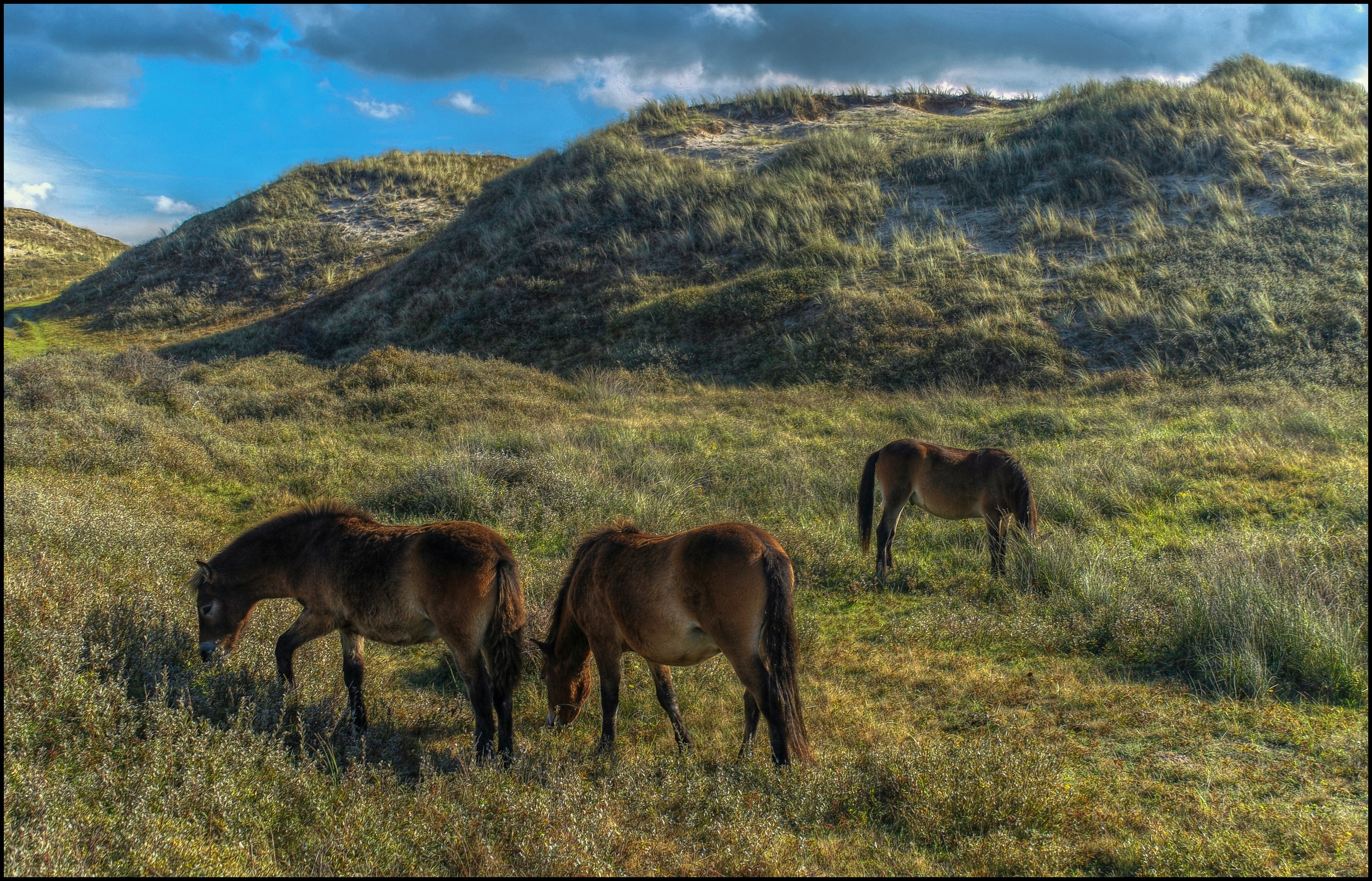 Exmoor pony's duinen.