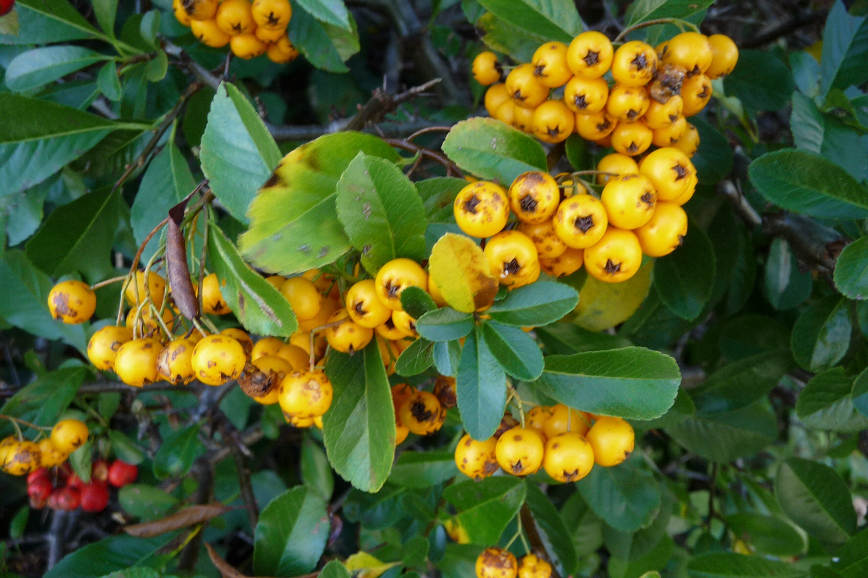 Gele bessen