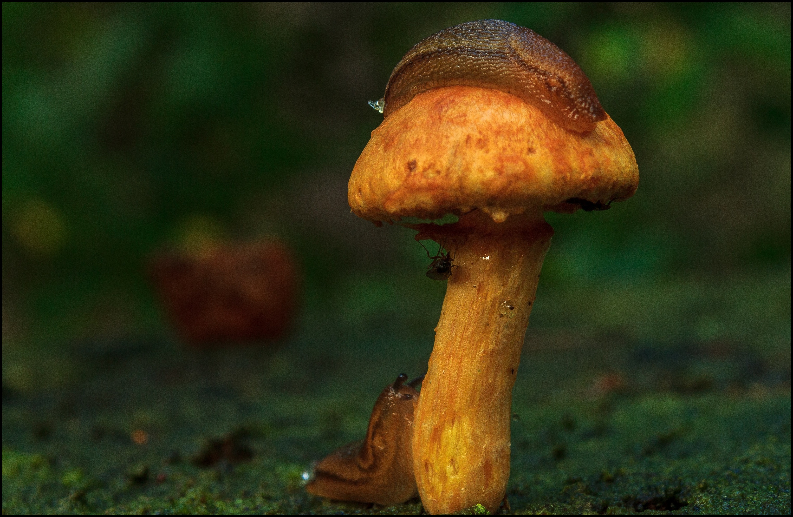 Paddestoel krijgt bezoek.