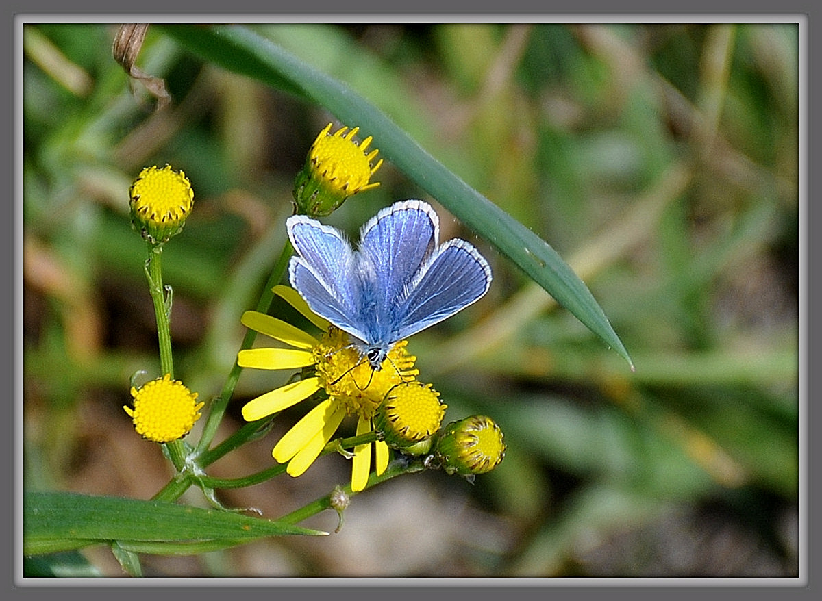 Icarusblauwtje.