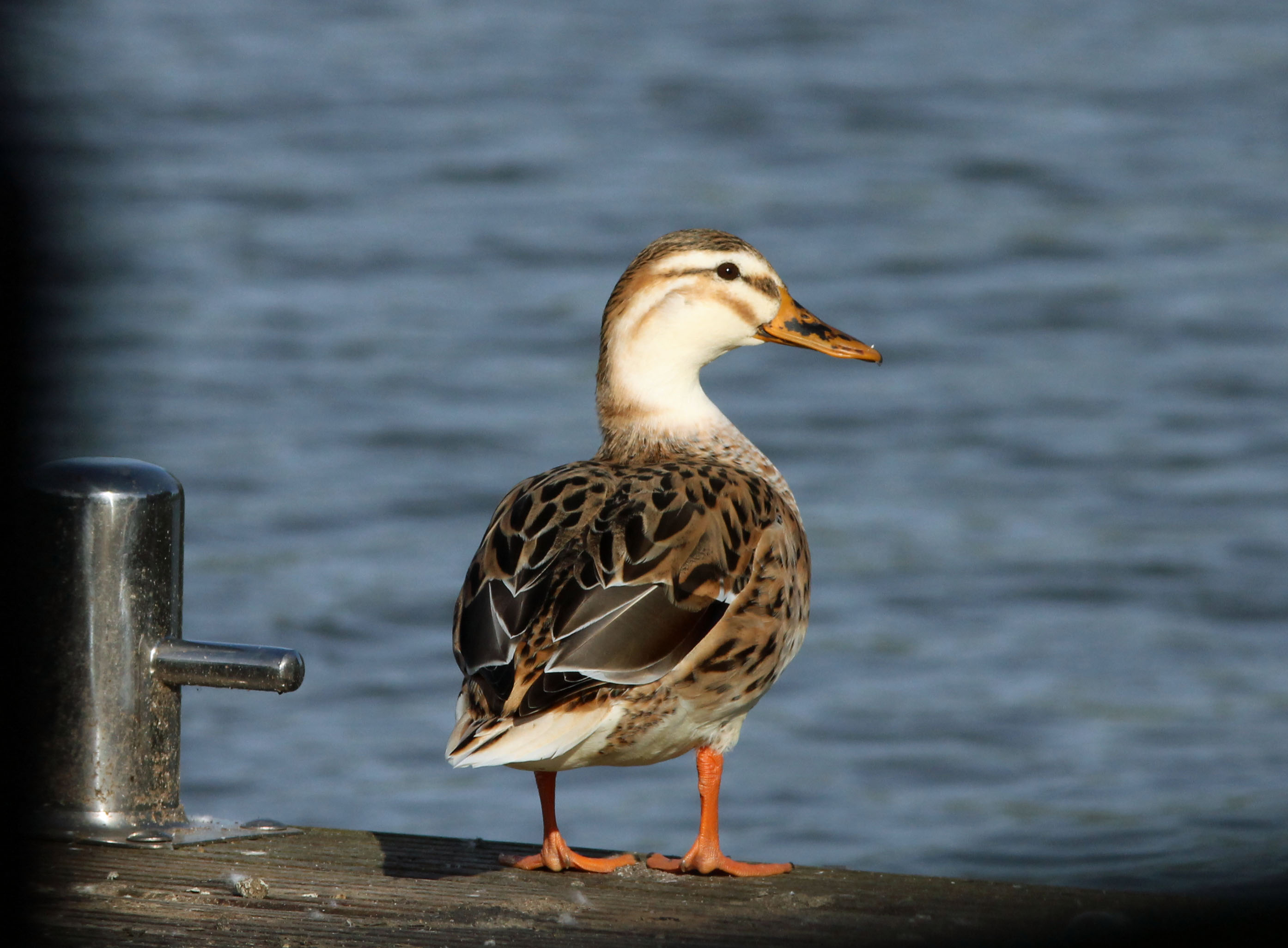 Hoe laat komt die boot?